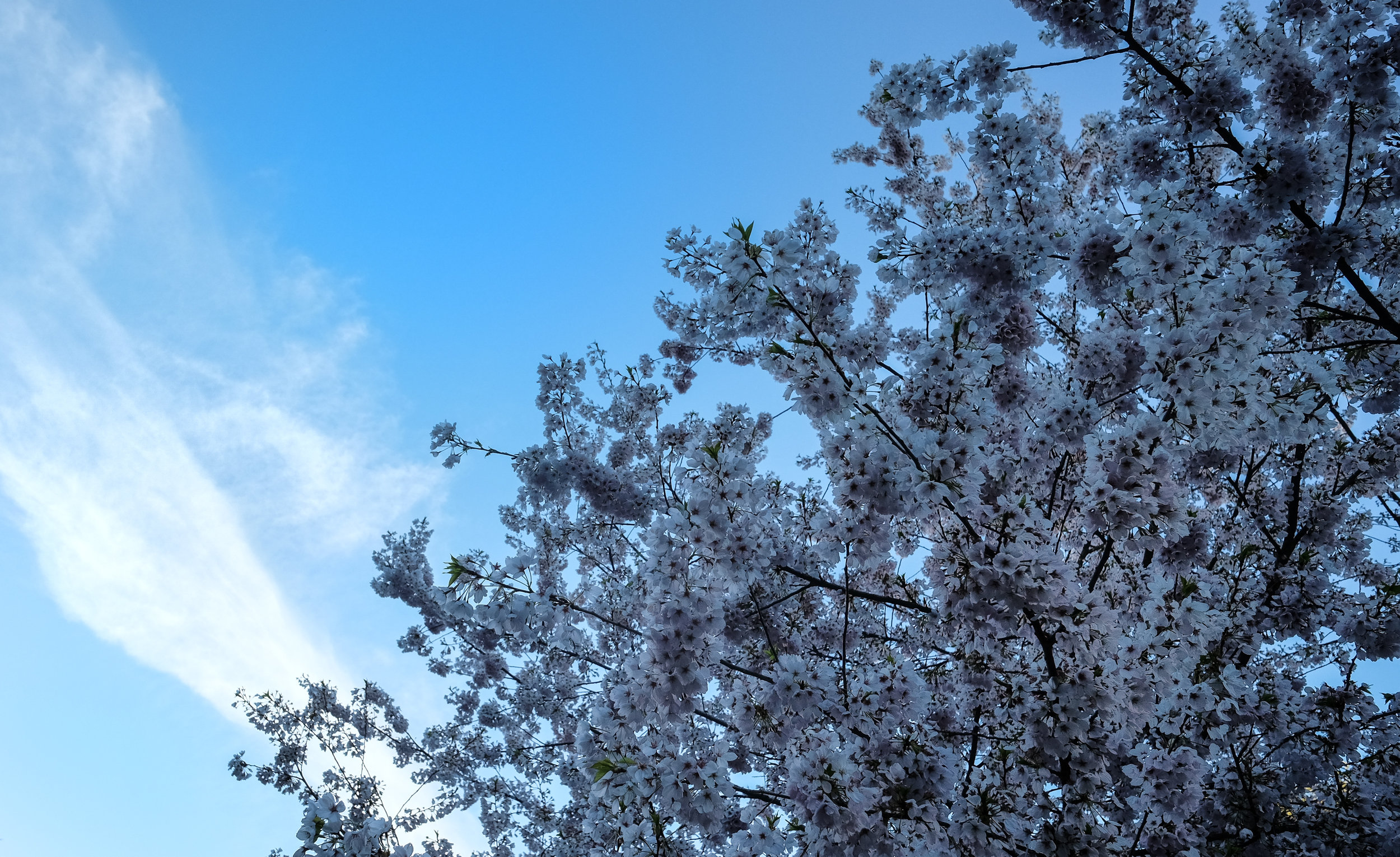 Berg-21-Apr-2017-16-54-56 Cherry, Tree, Blossoms, Flowers, Sky.jpg