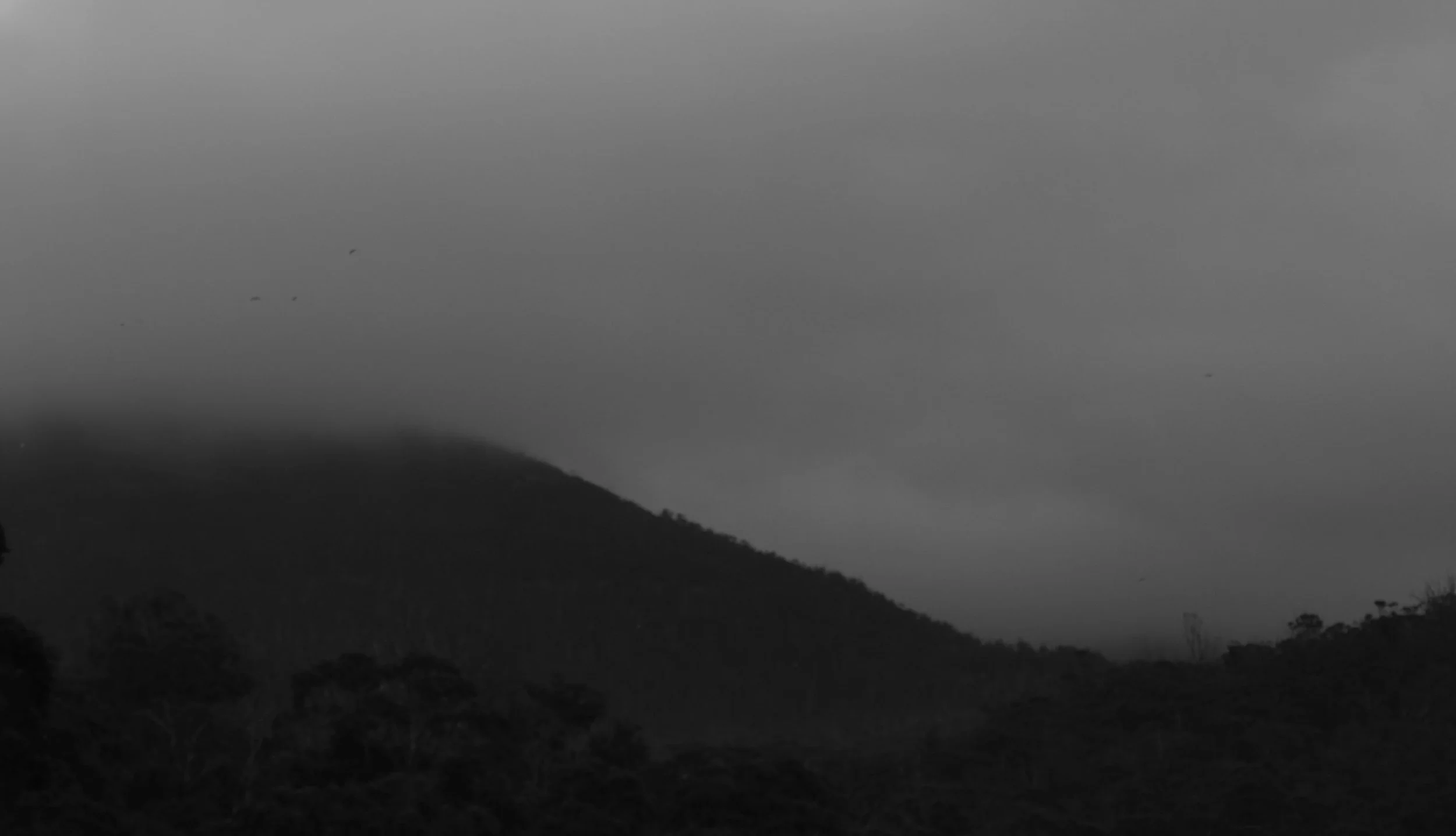 dark_wellington.jpg