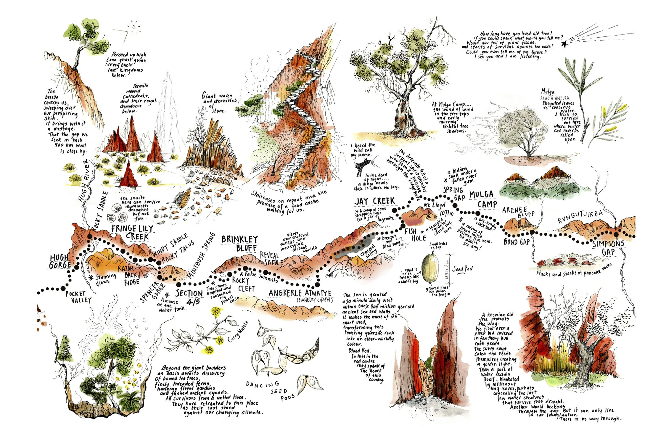 Pages 5-6  Dancing seed pods and termite mound cathedrals