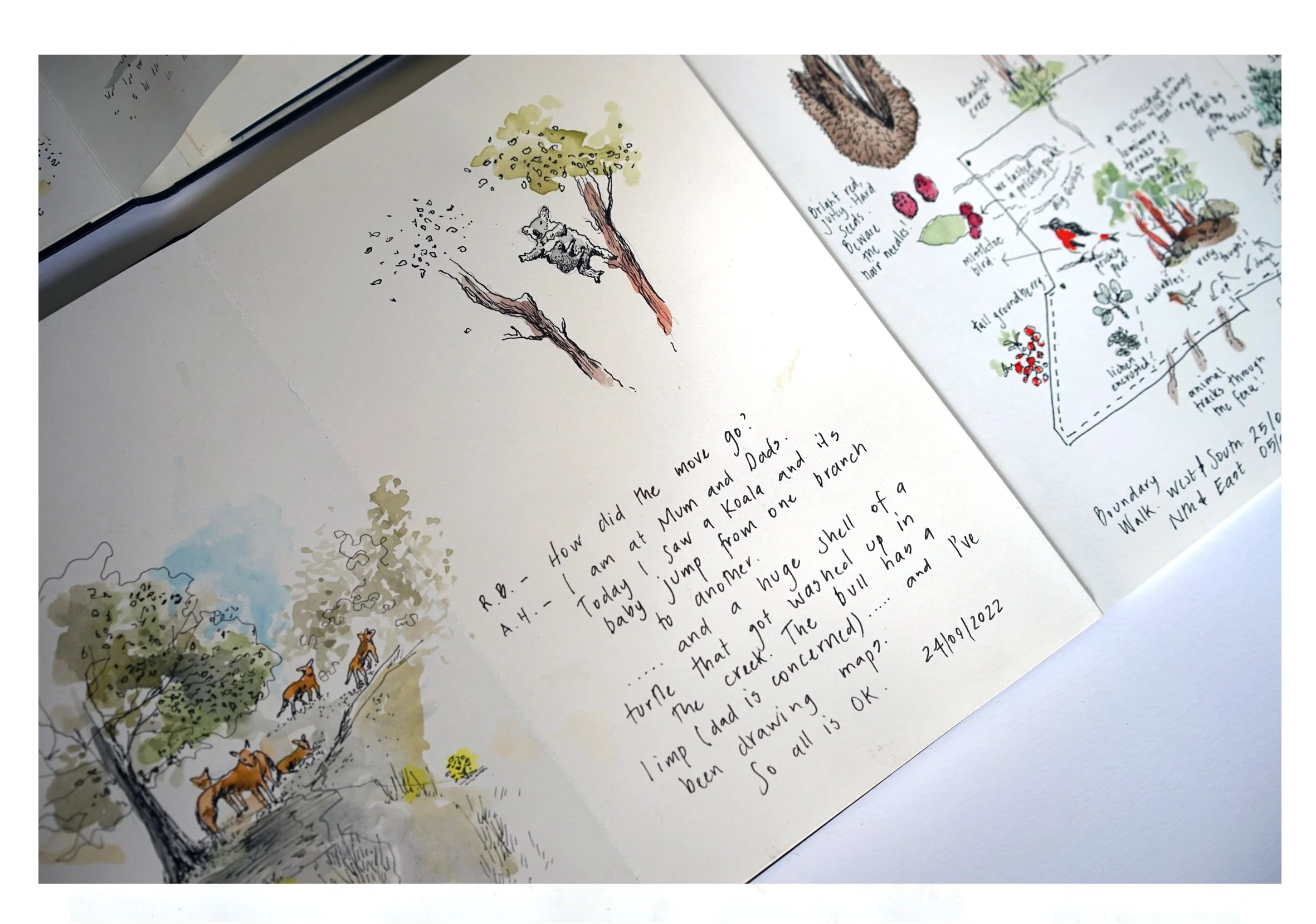  Today I saw a koala and its baby jump between trees, and the huge shell of a turtle washed up in the creek.   