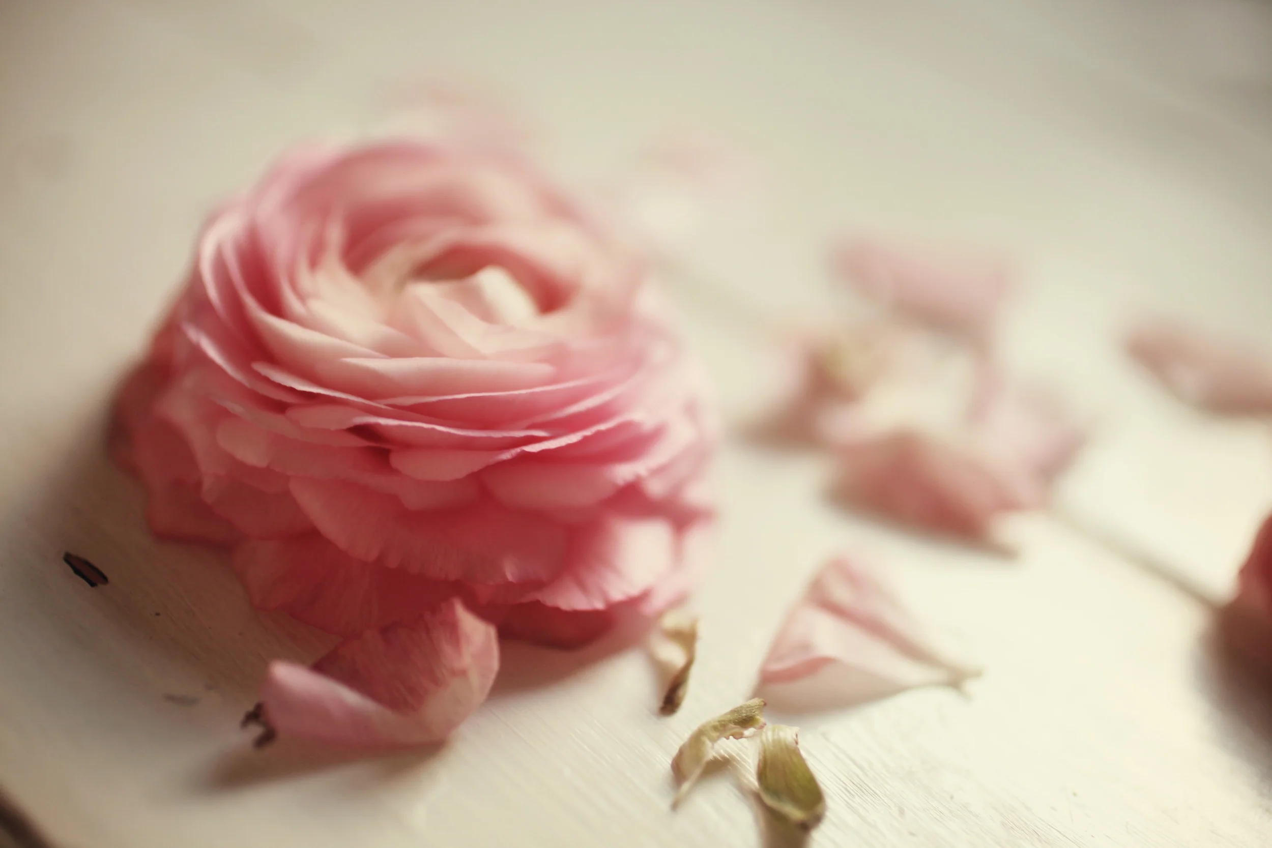 pinkranunculus02.jpg