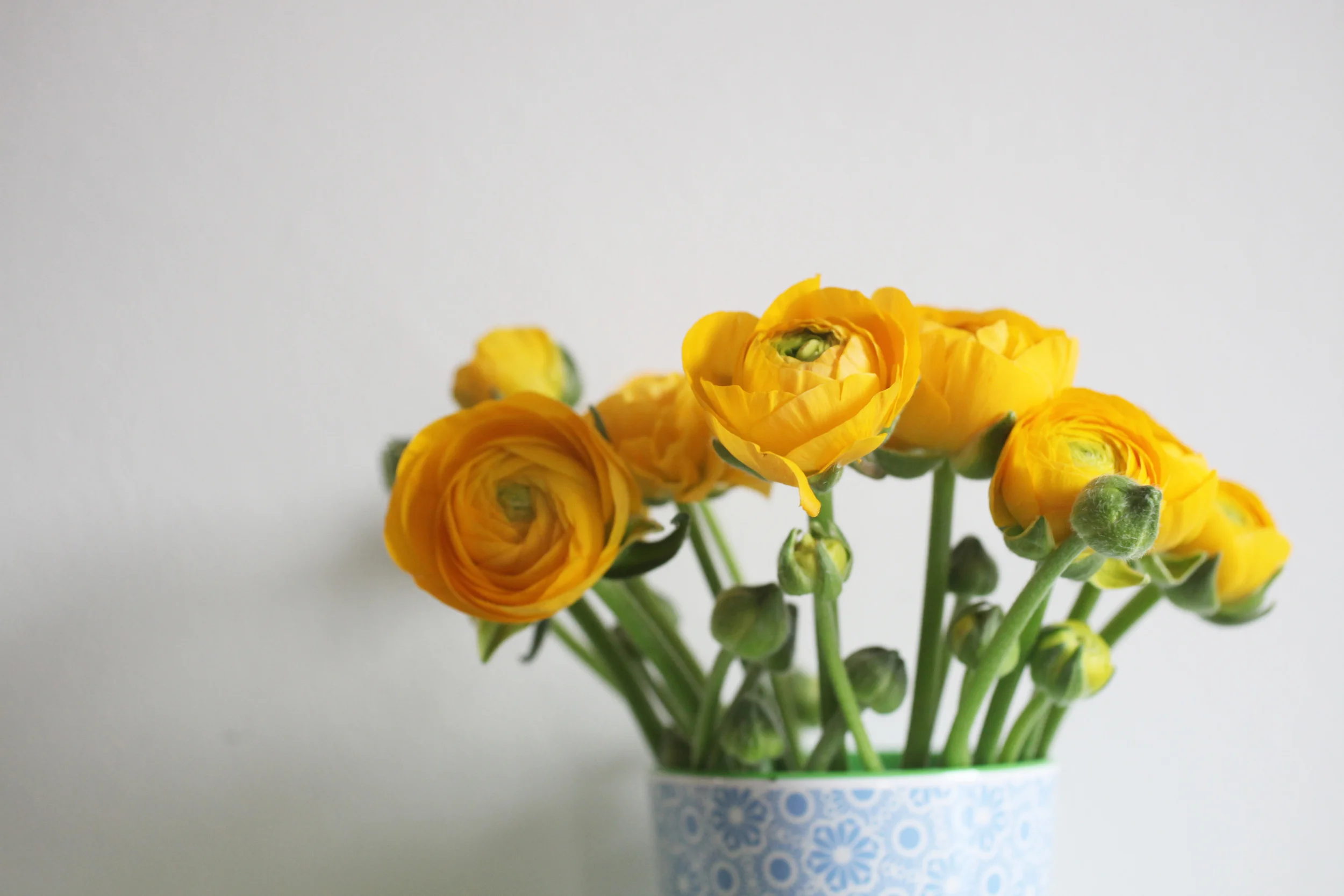 yellowranunculus 019.jpg