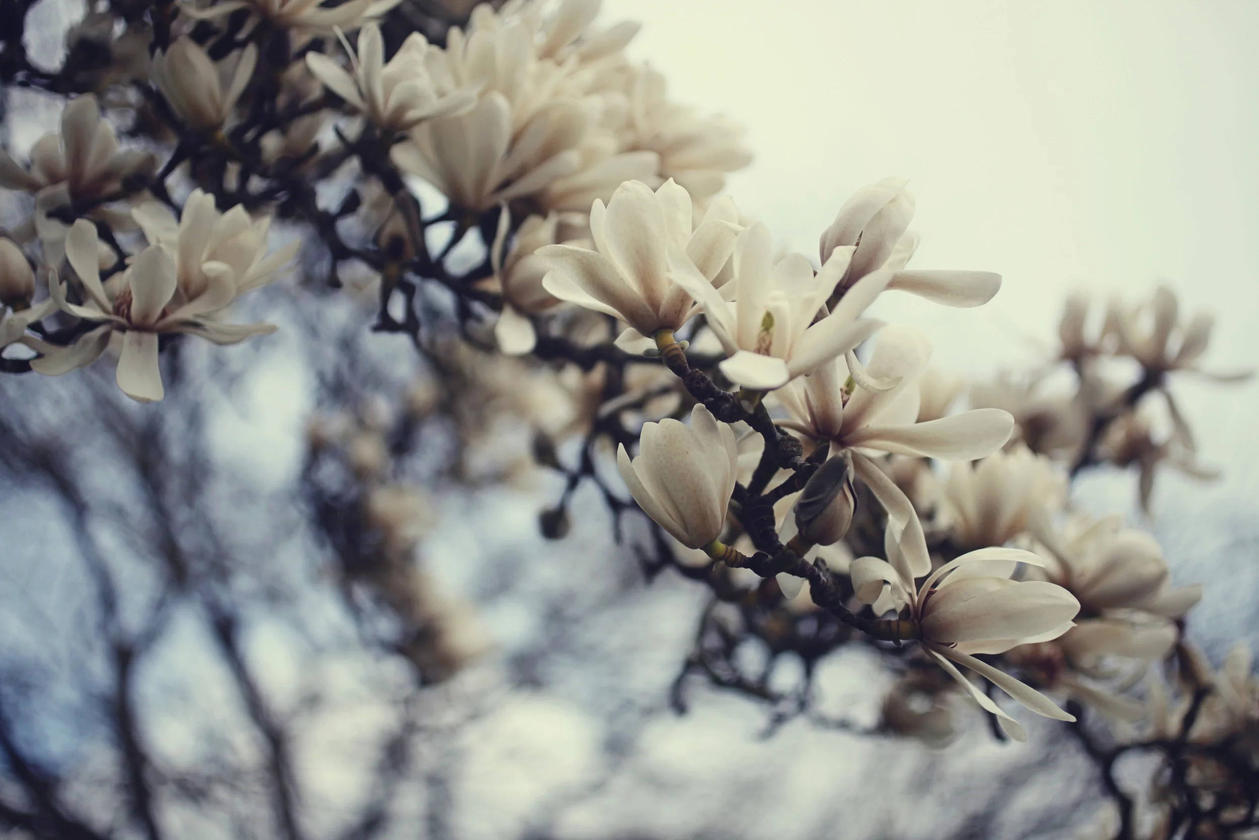 magnolia.jpg