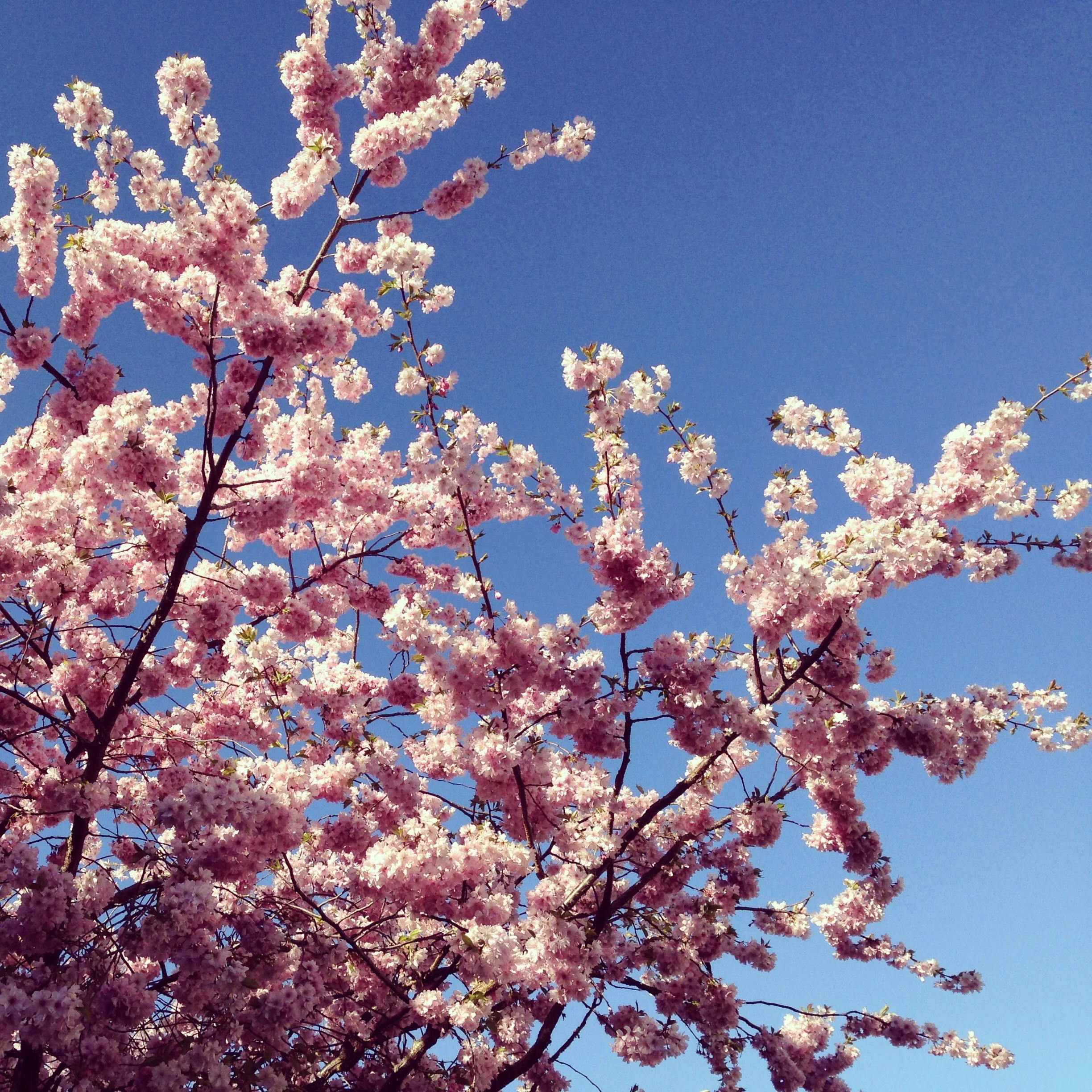 LizEarleSpring 019.jpg