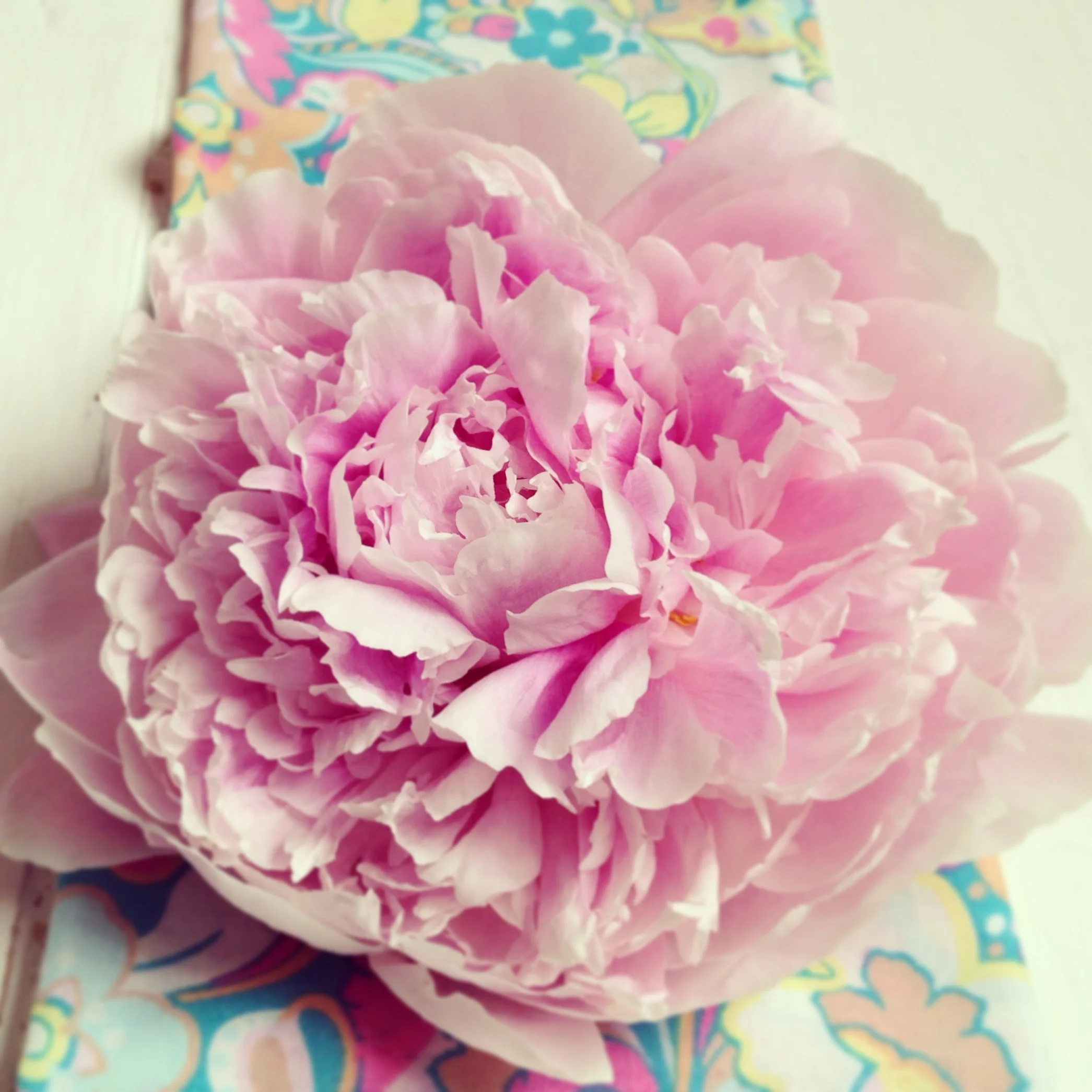 floralfriday 056 (1).jpg