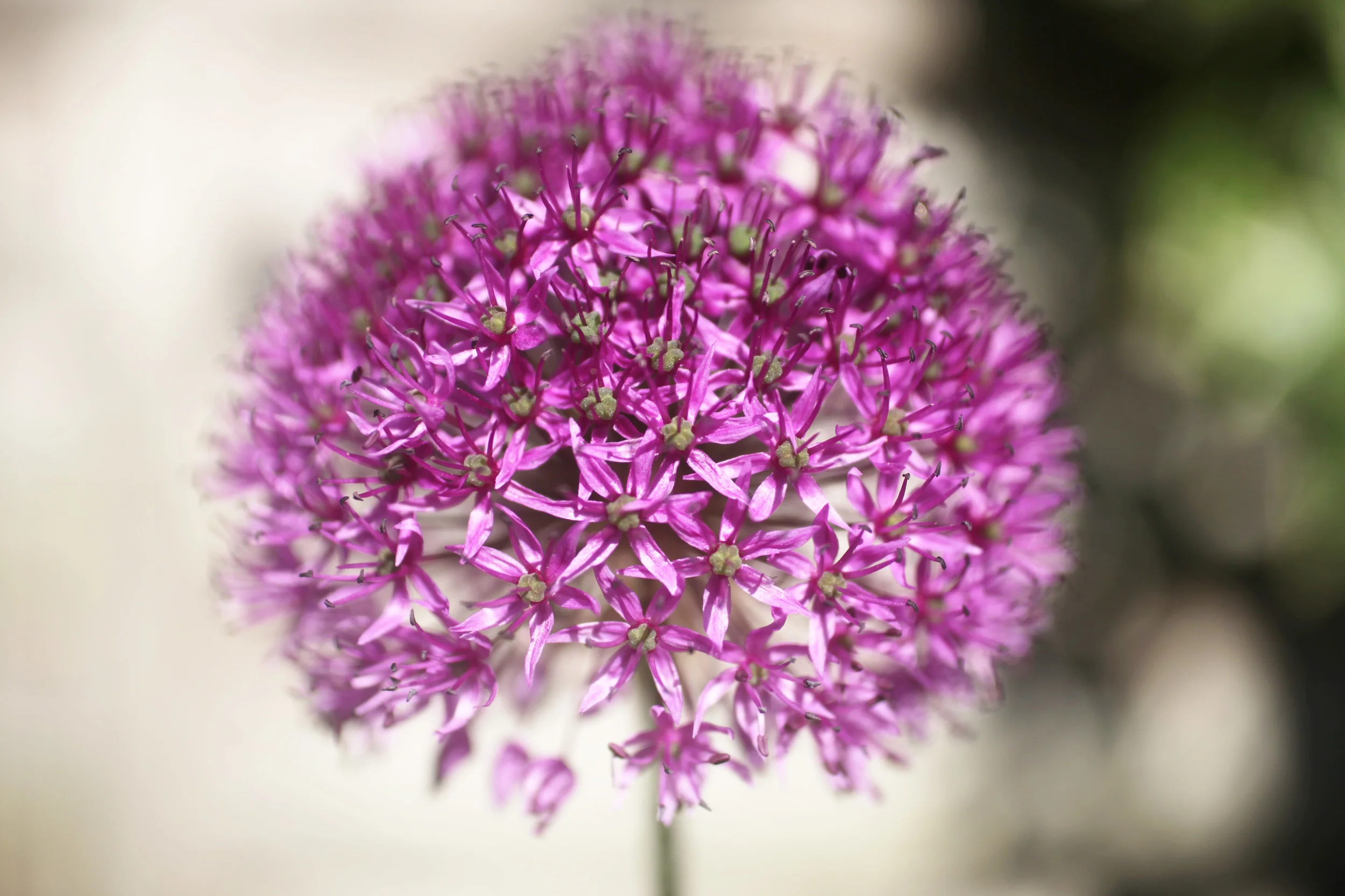 allium.jpg