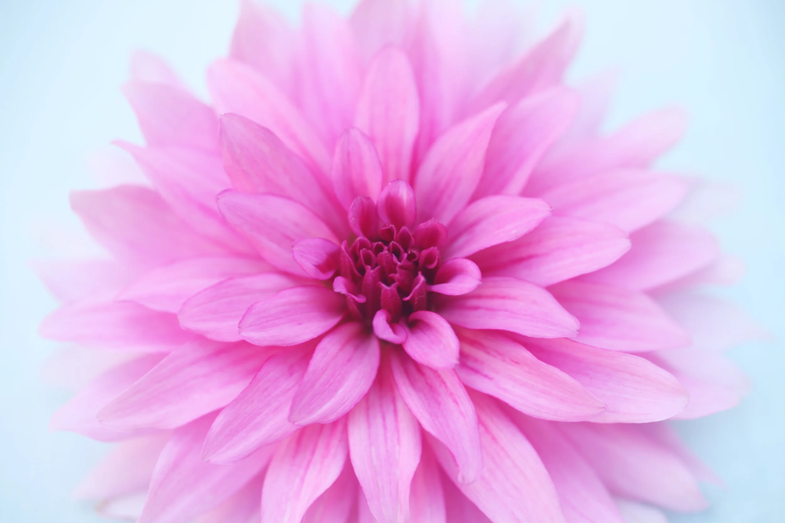 dahlia.jpg