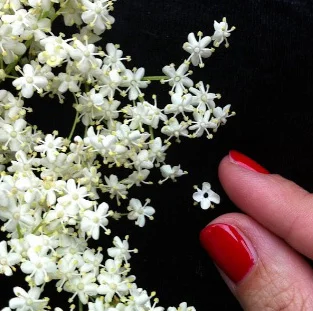 floraljune 011.jpg