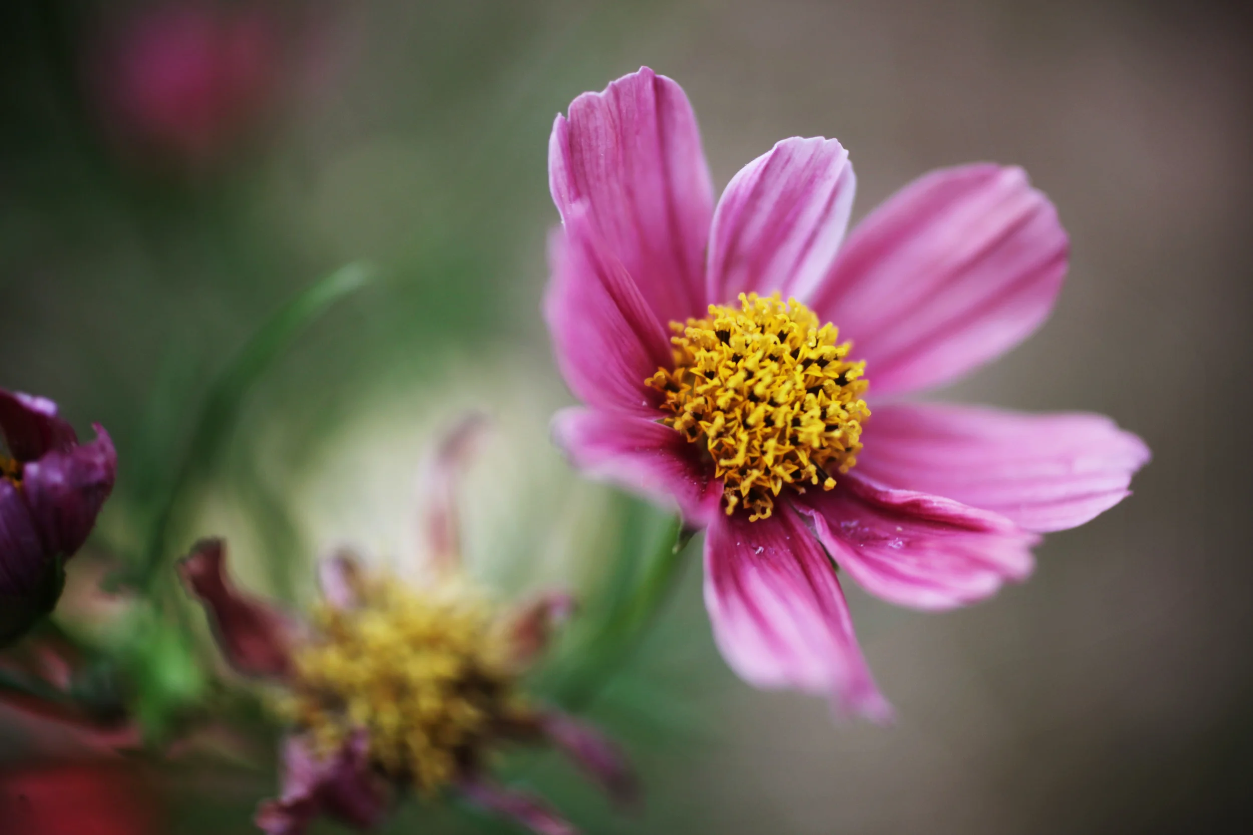 cosmos 002.jpg