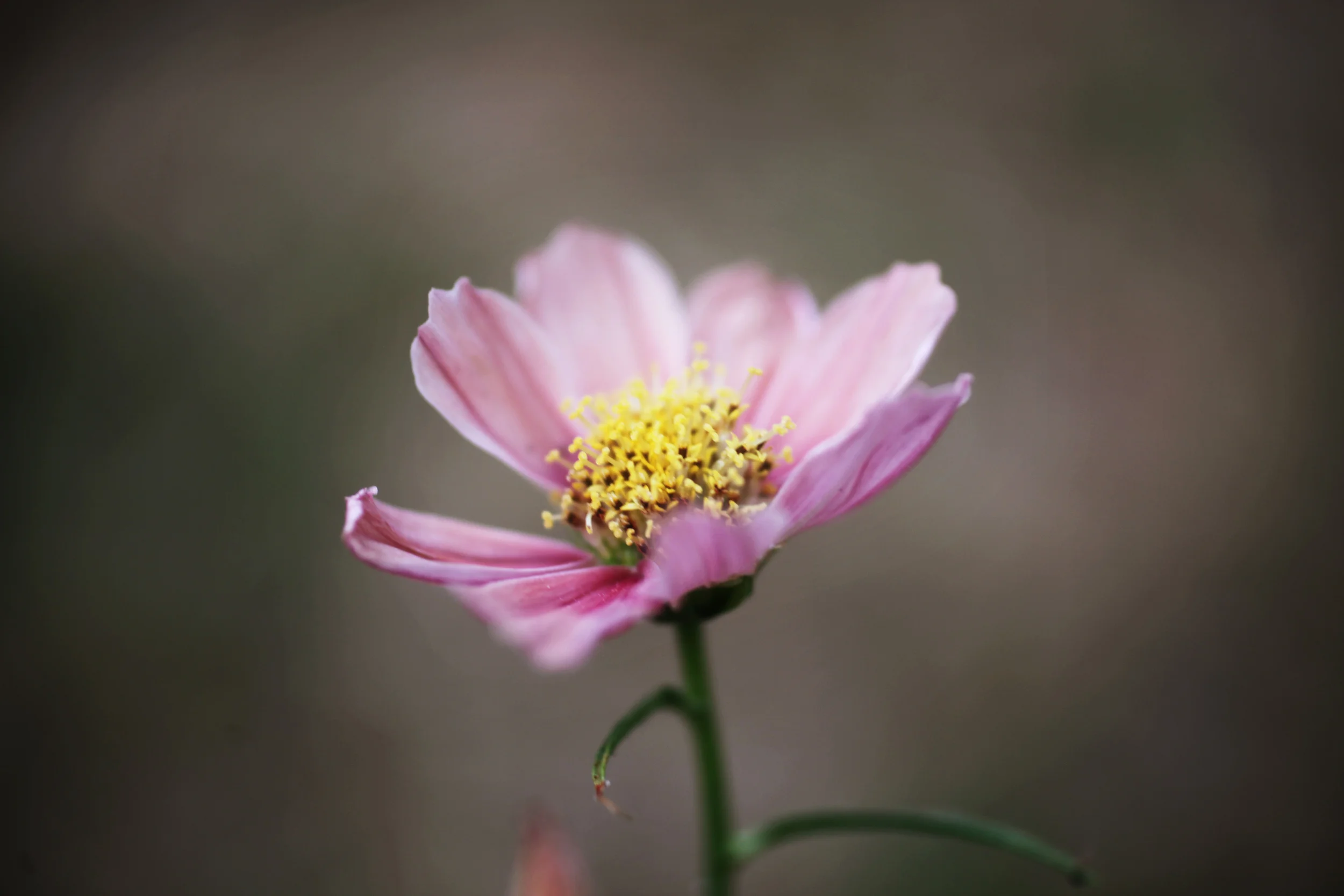 cosmos 004.jpg