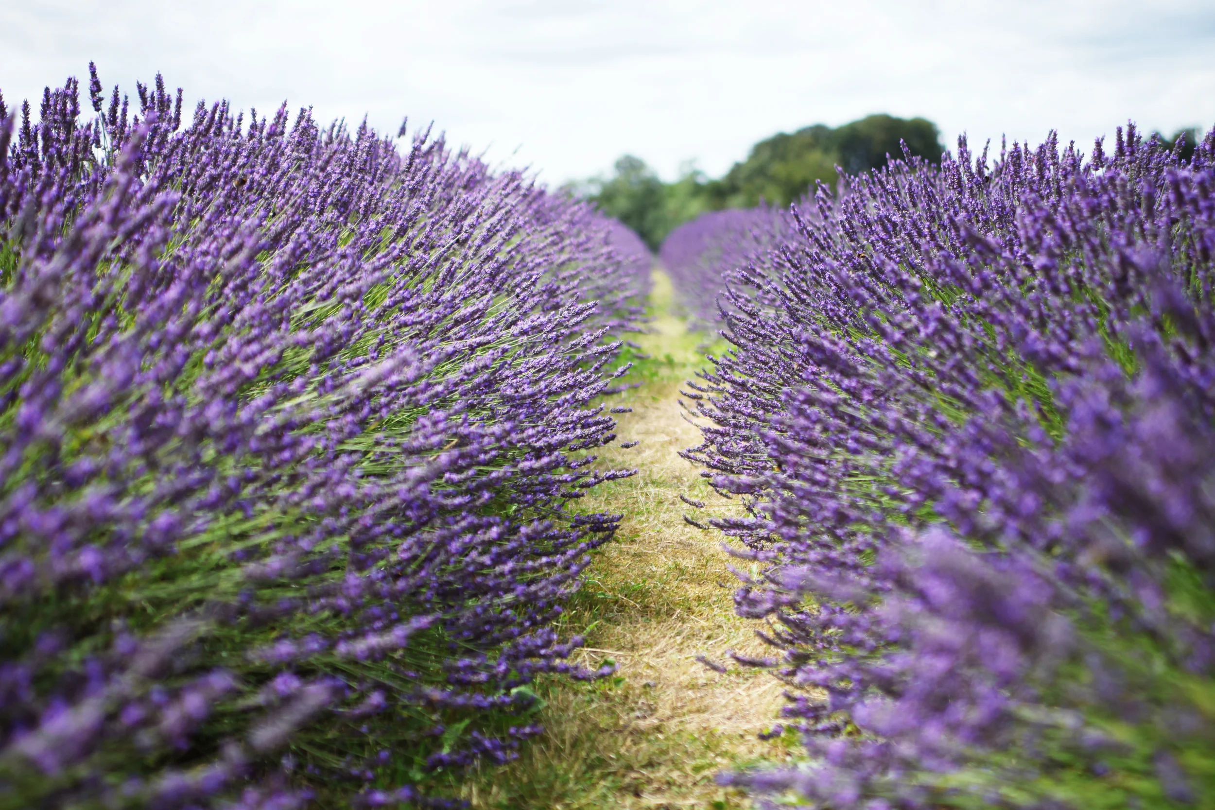 mayfieldlavender 007.jpg