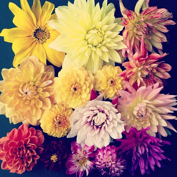 floralfridayseptember 013.jpg