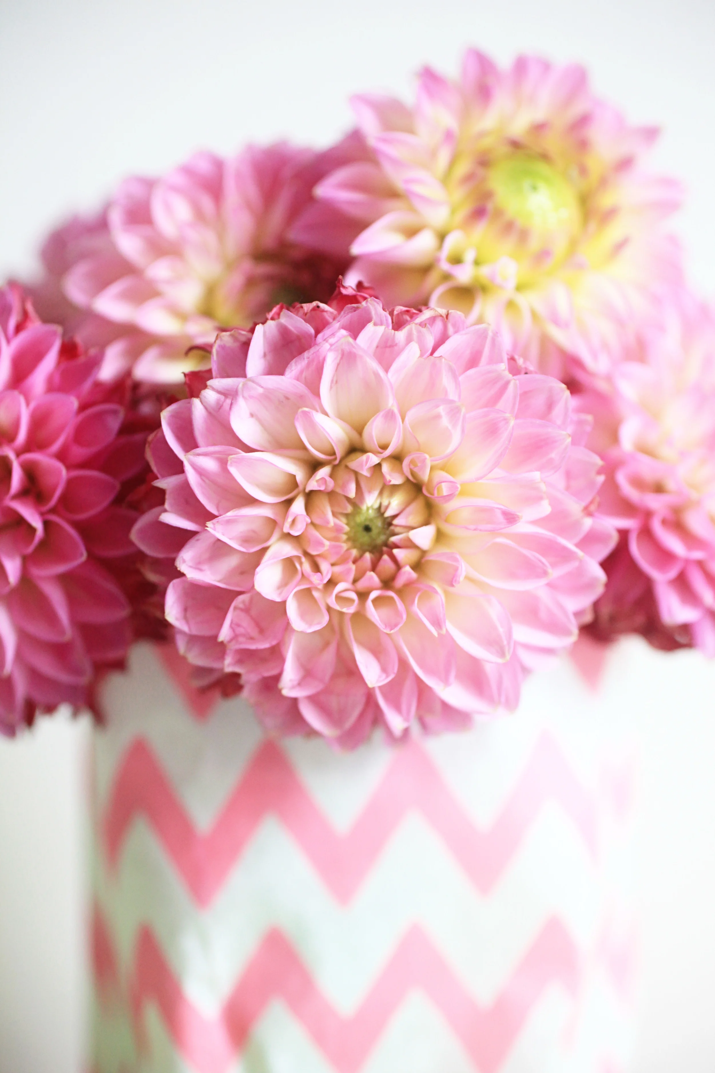 dahlias 017.jpg