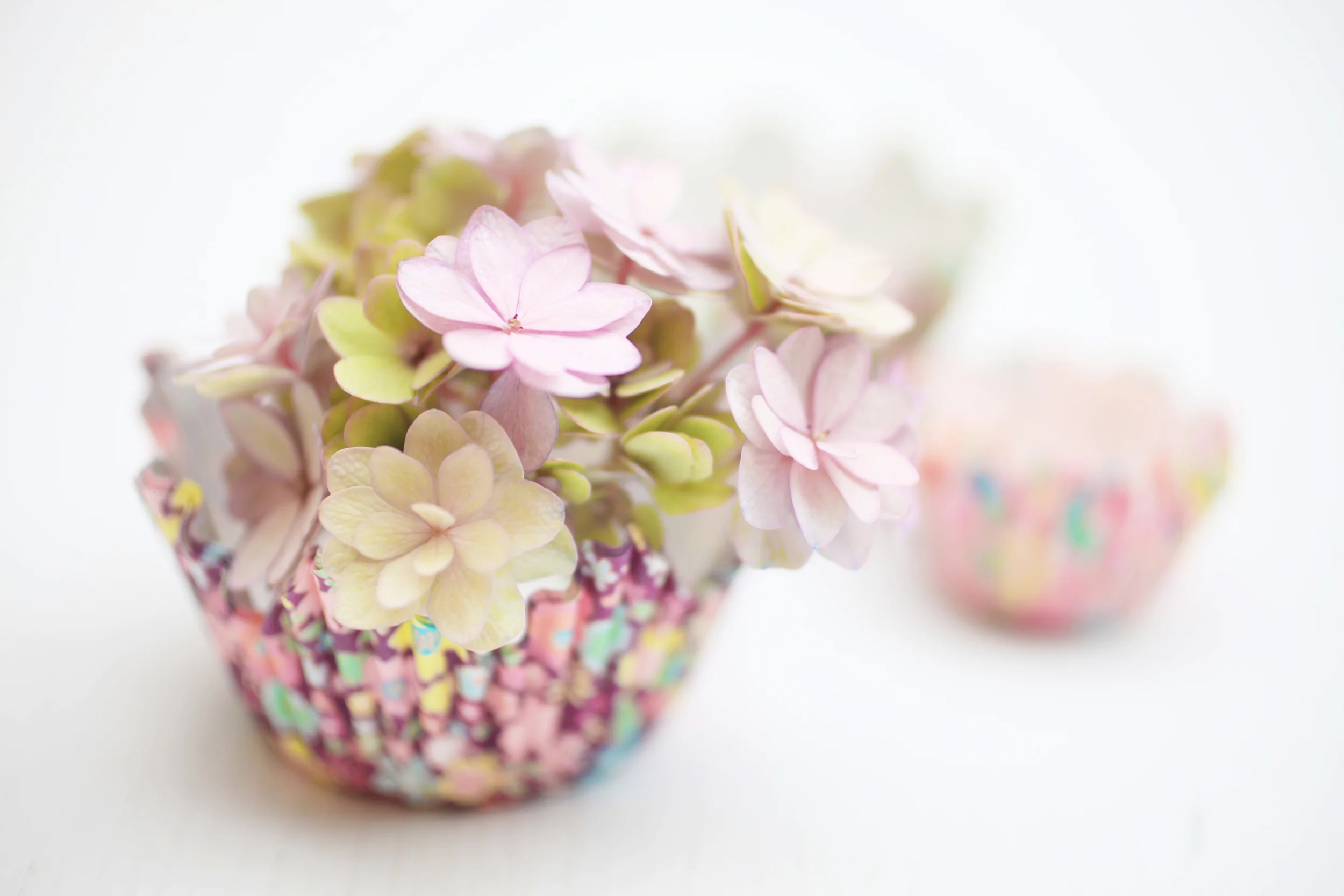 Hydrangea.jpg
