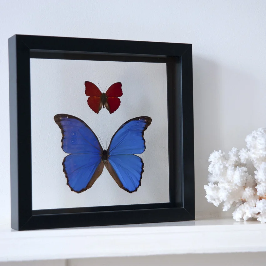 framedbutterflies.jpg