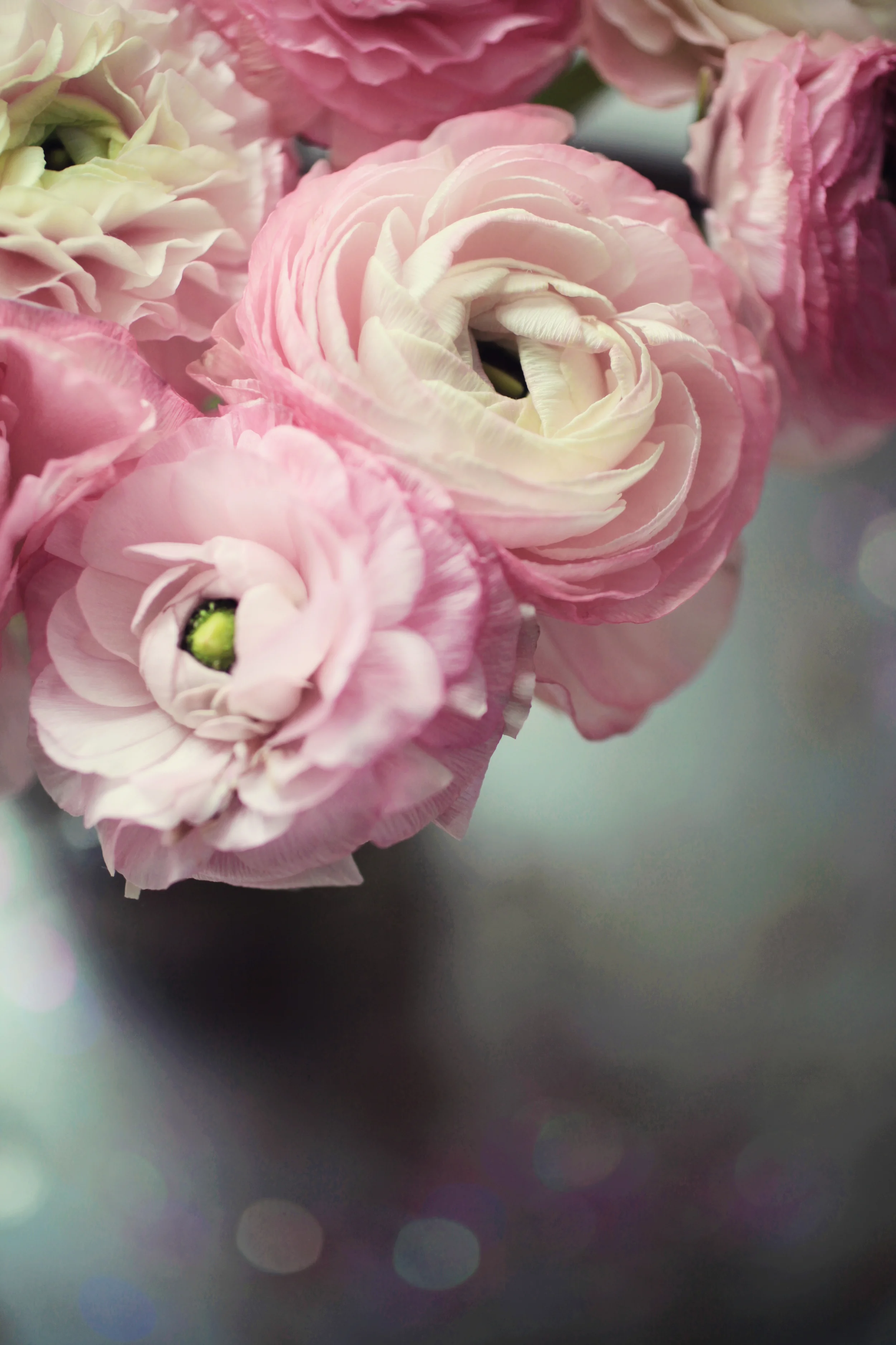 pink ranunculus 008.jpg