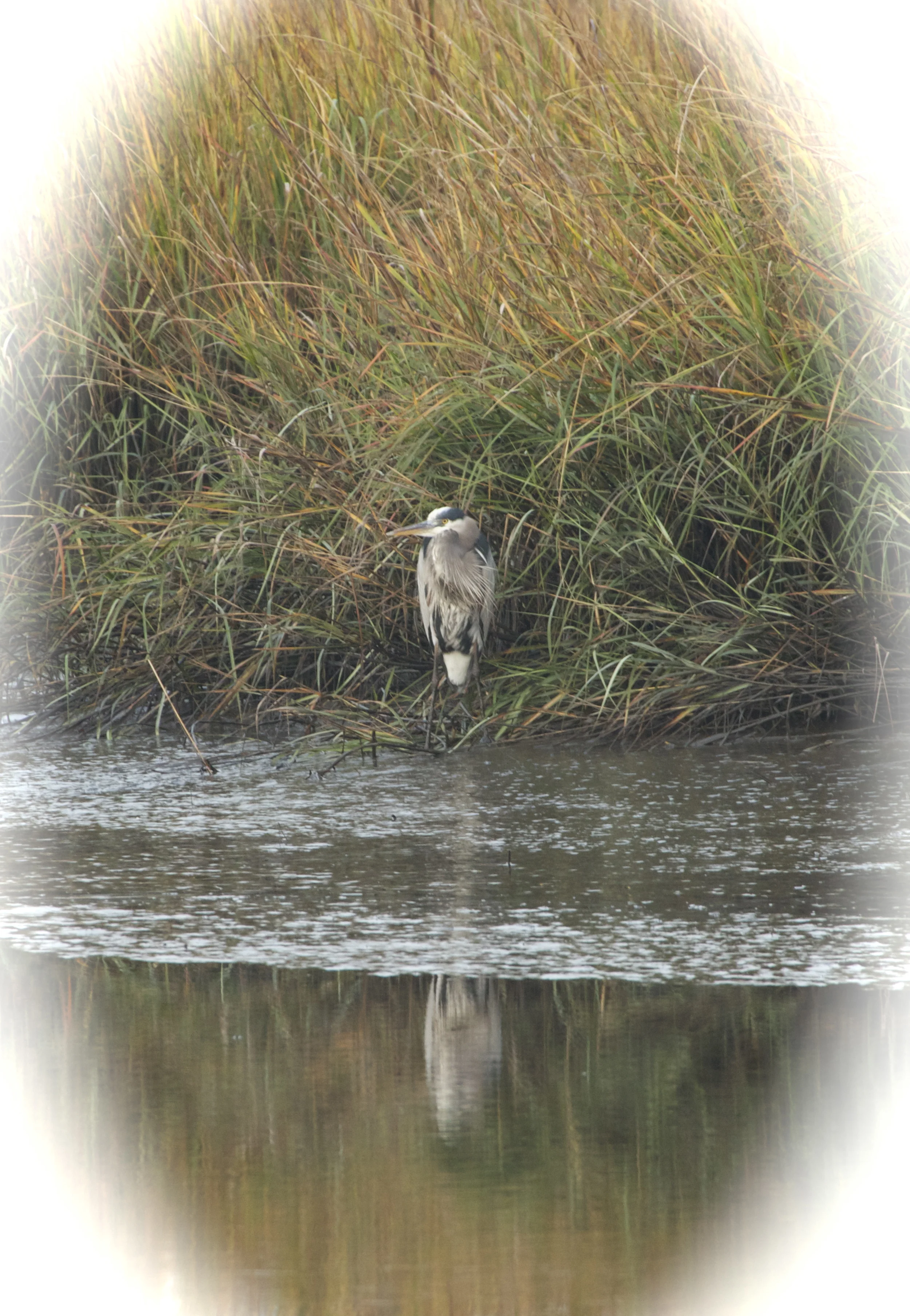 Old Man River the venerable Great Blue Heron