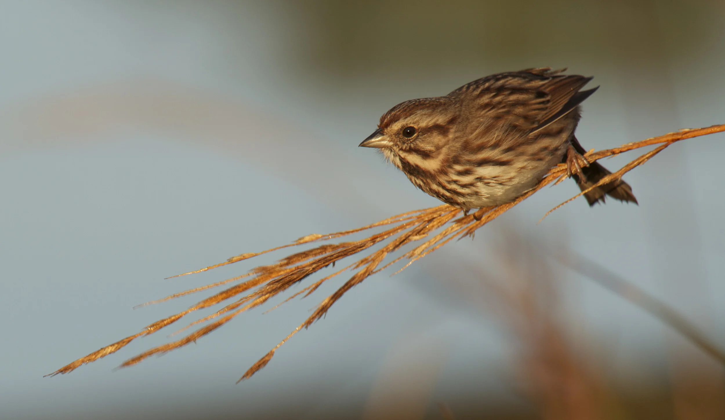 His Eye is on the Sparrow