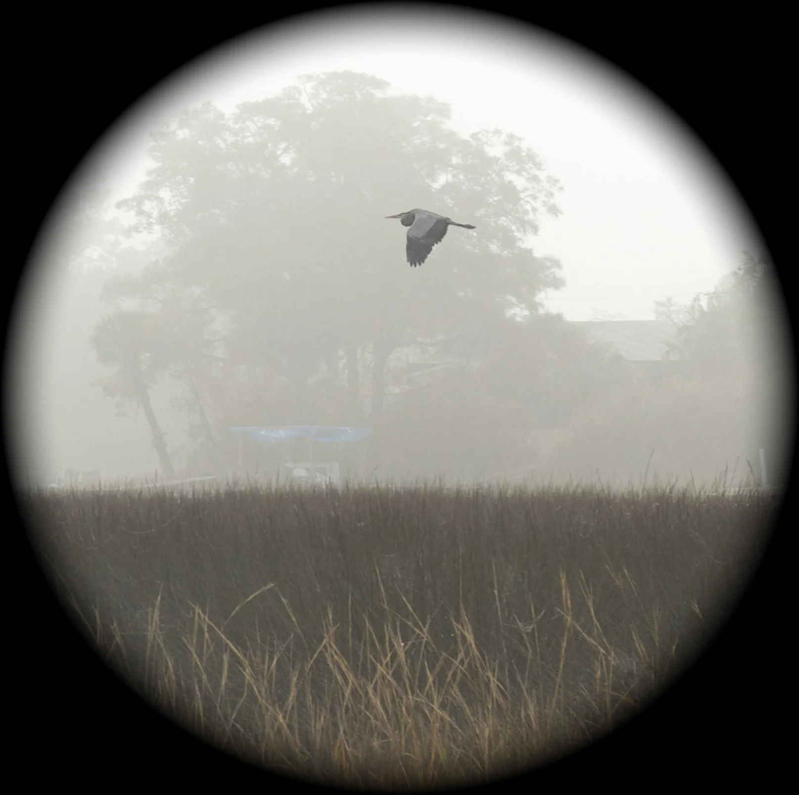 Old Man River says be quiet ! Just listen for your friend in the fog