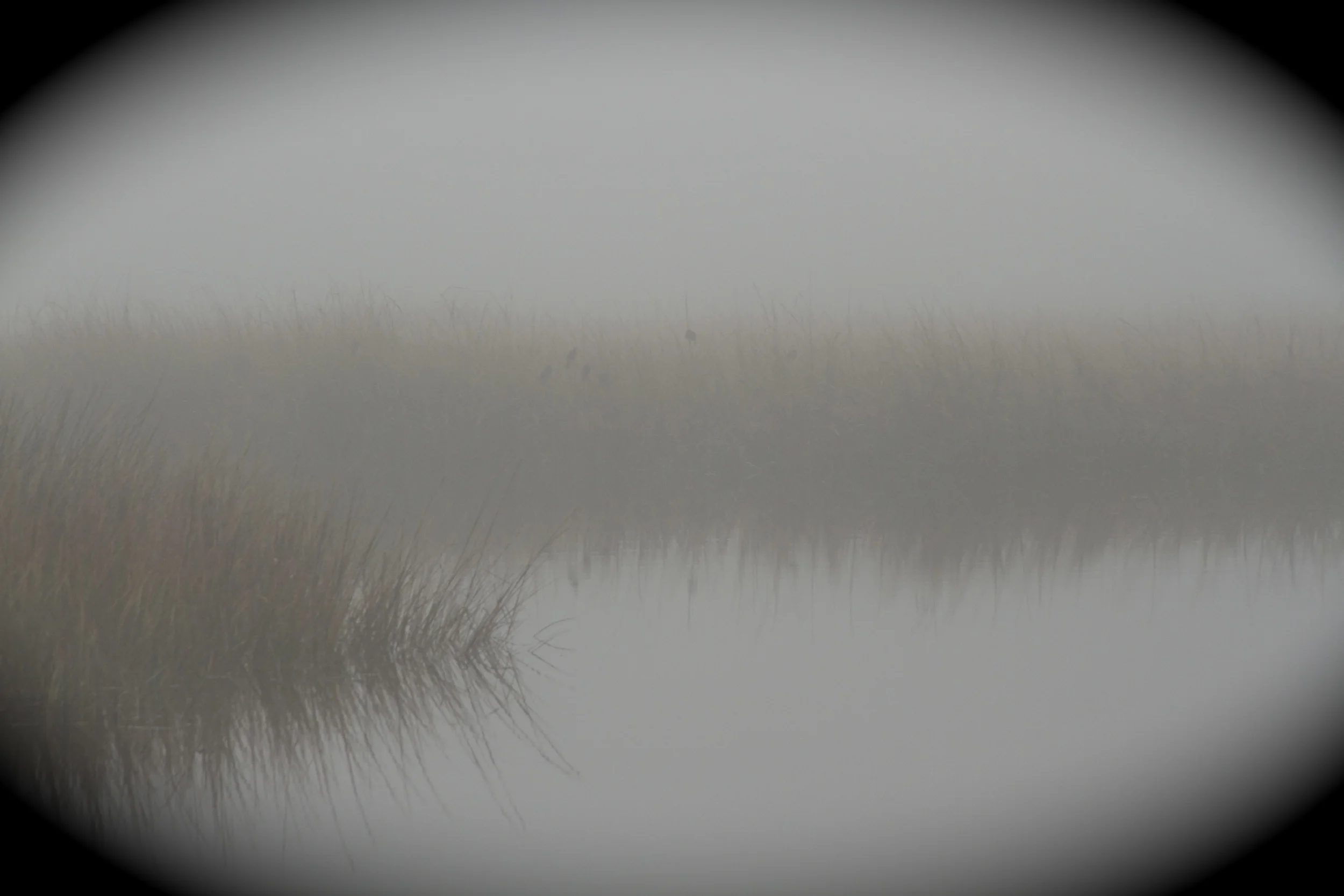Red Winged Blackbirds in the white blanket fog.