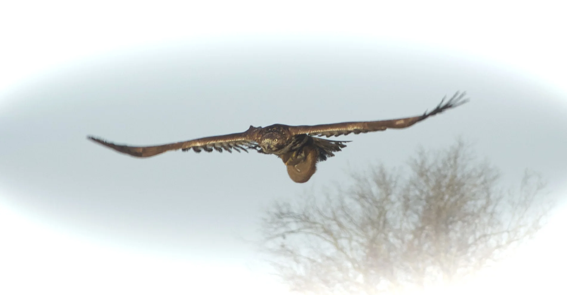 The Hawk and prey swoop quickly by.