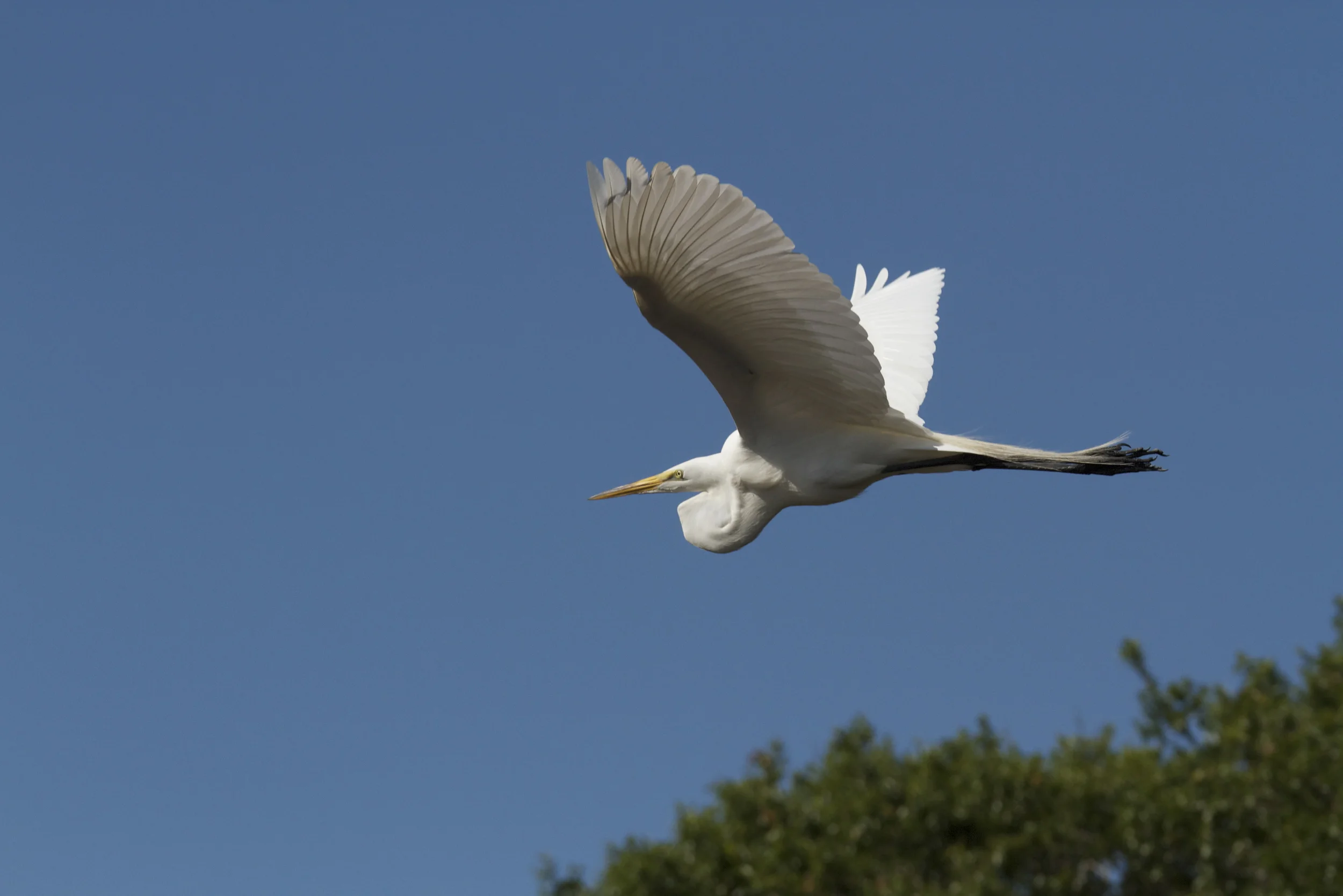 Great Egret. Year round resident on the Broward.