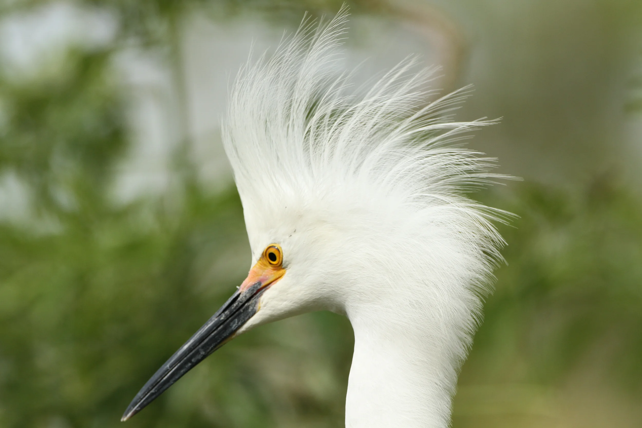 Snowy Egret