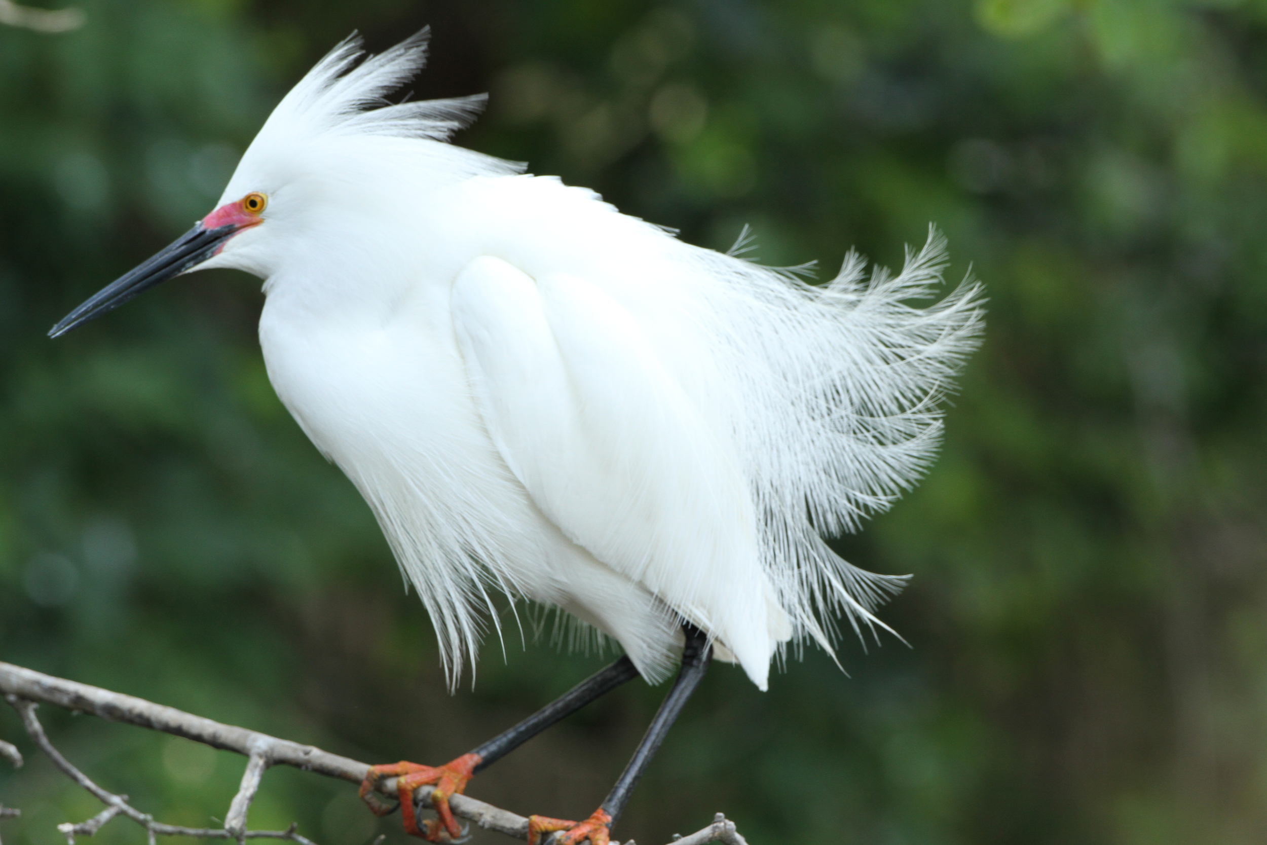 Snowy Egret