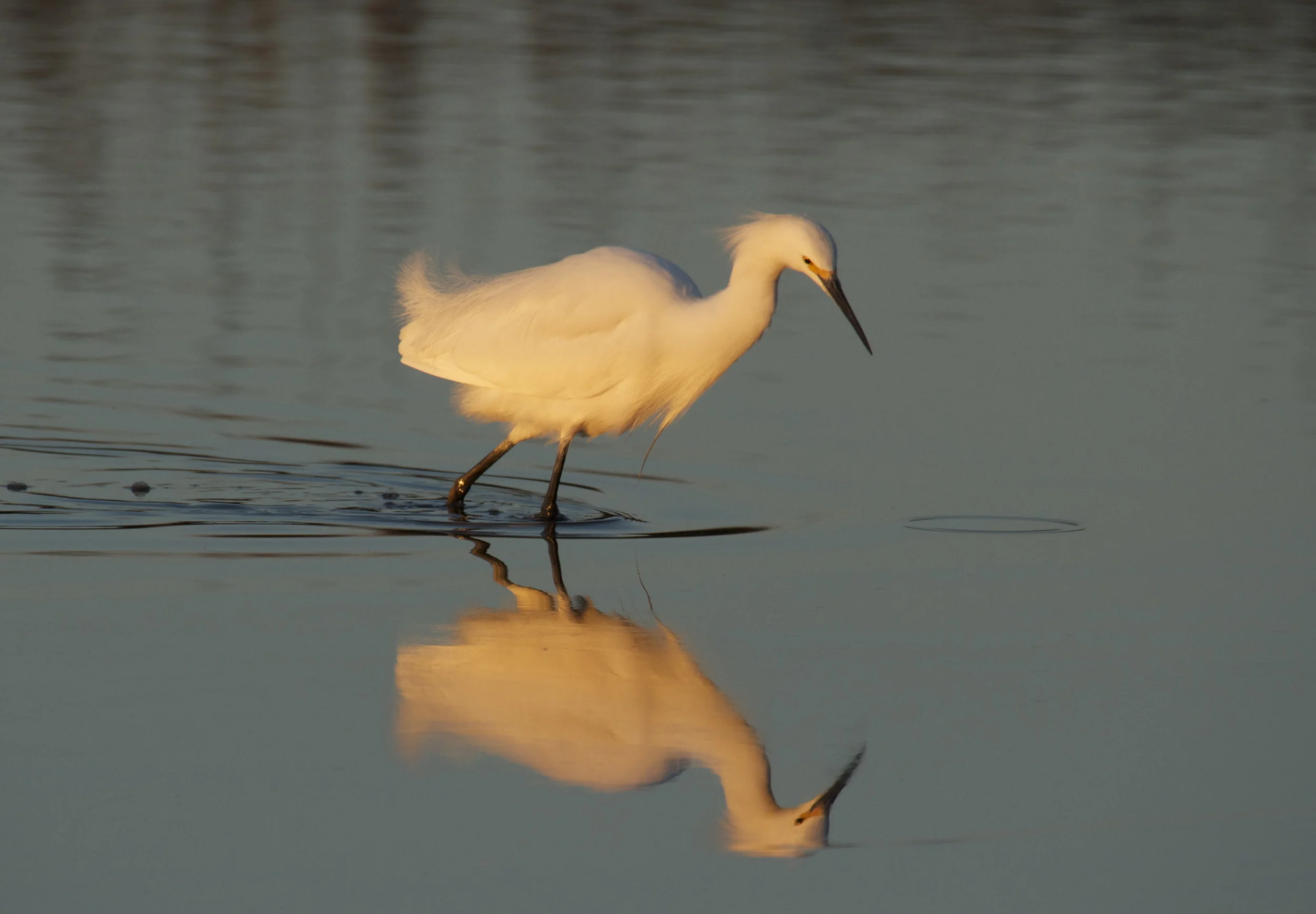 Snowy Egret Reflection