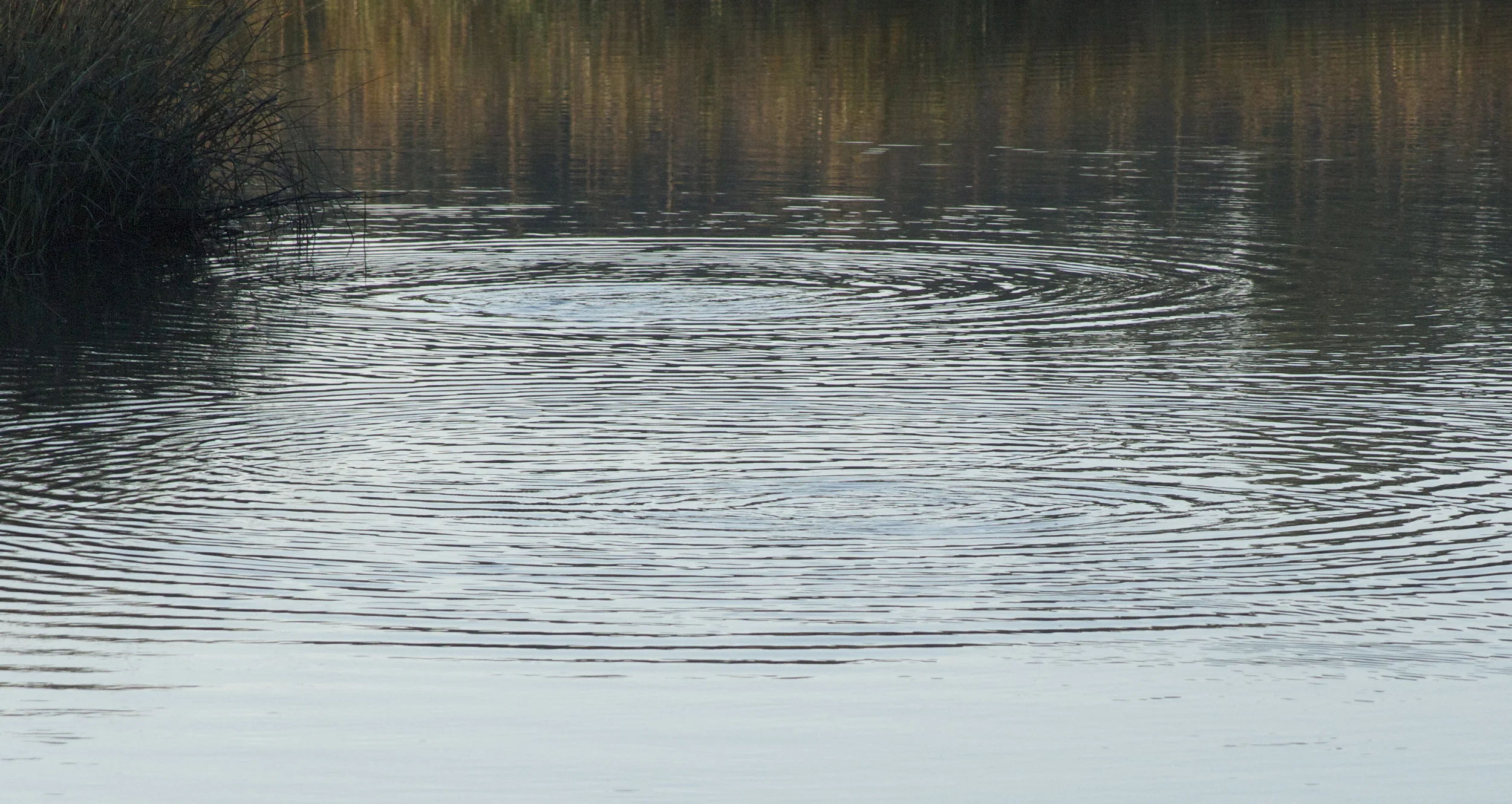 Circles of life reflect on the surface