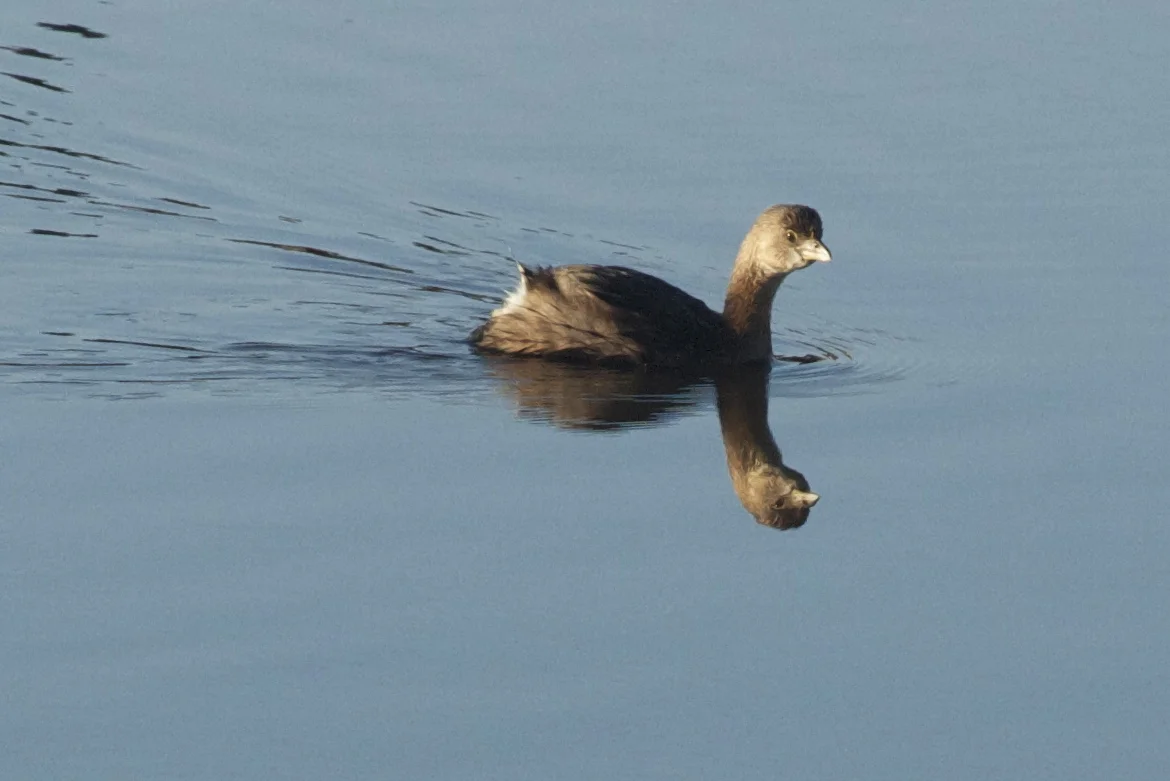 Pied-billed Grebe gives me a glance.