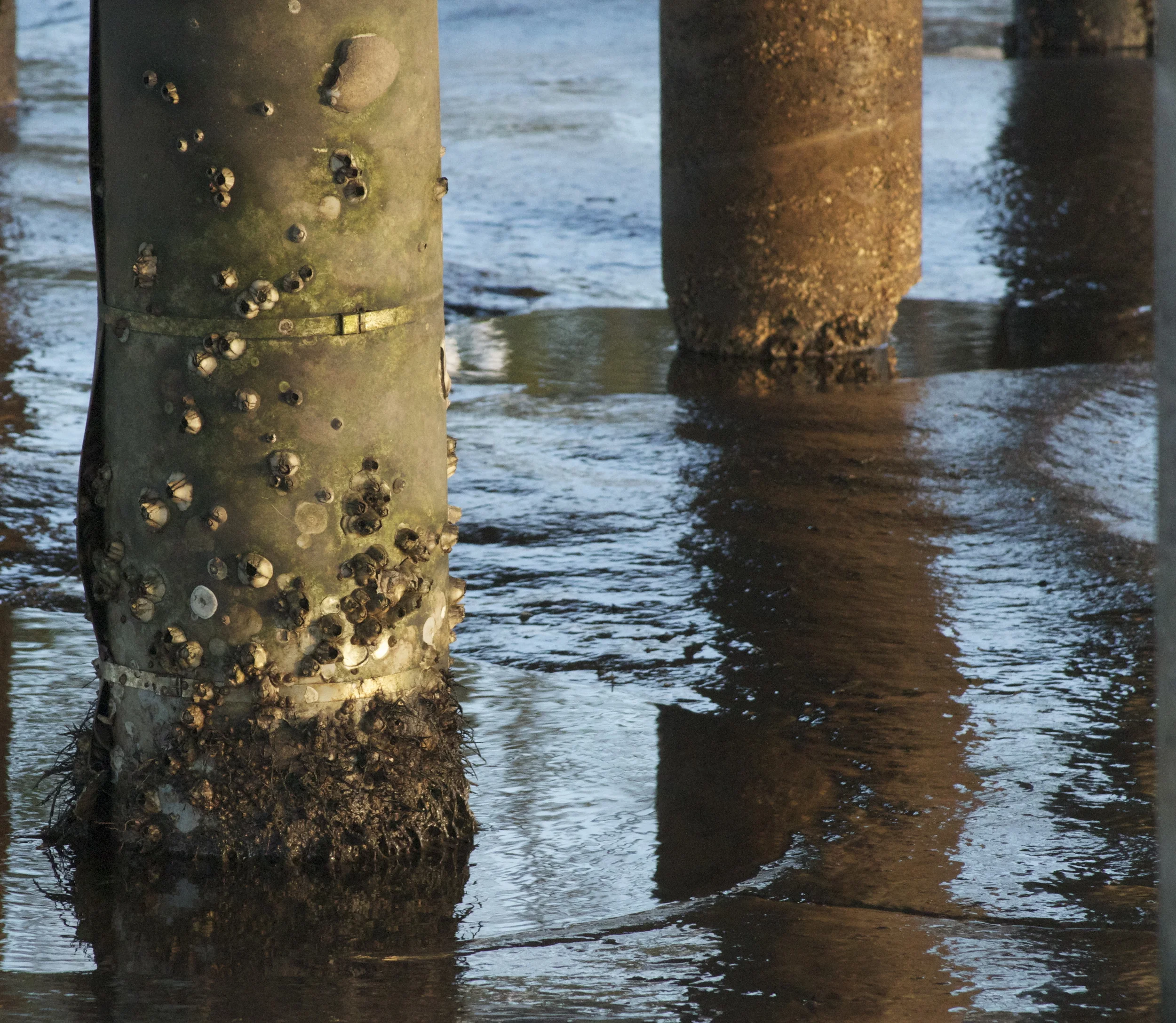 The barnacles of life