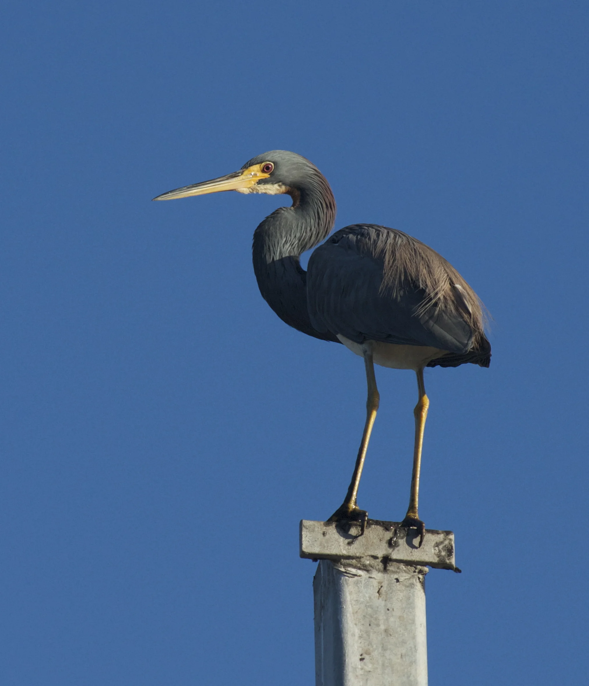 My Tricolored Heron friend.