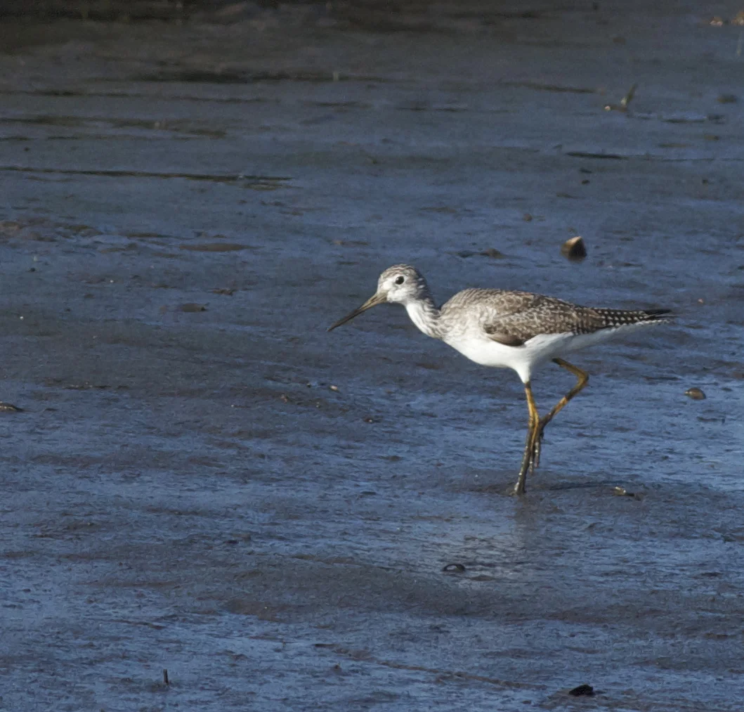 Sandpiper on stilts hops by!
