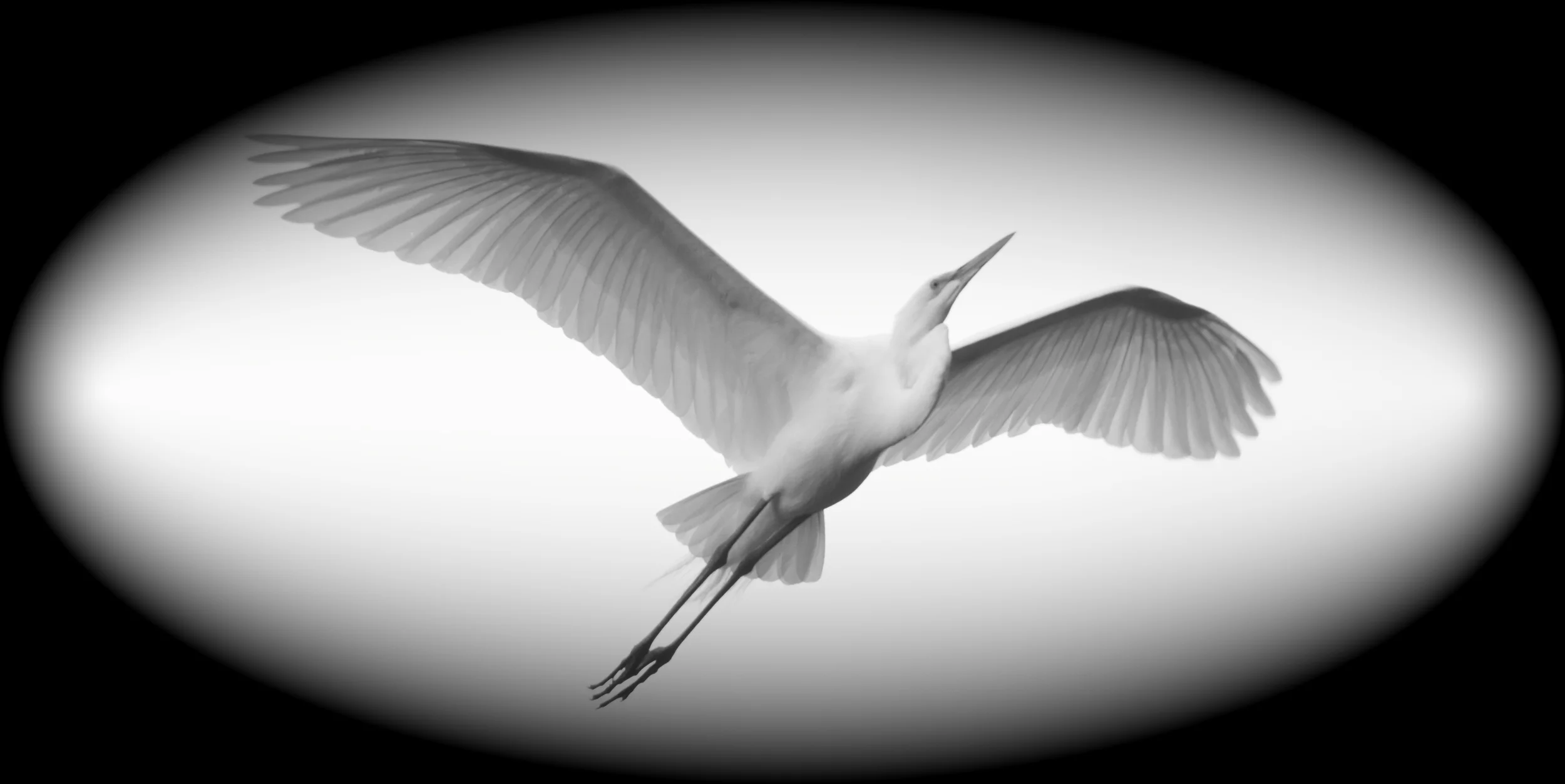 Great Egret glides overhead, the wings translucent against the sky.