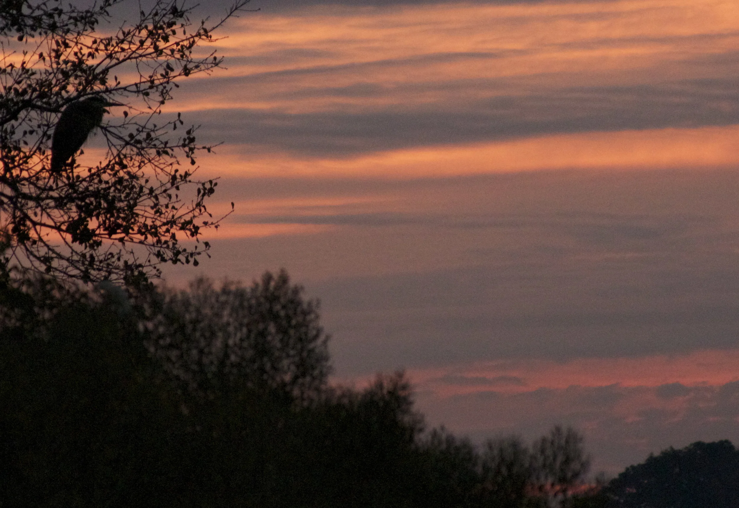 Old Man River observes Red Sky in Morning. Herons take warning.