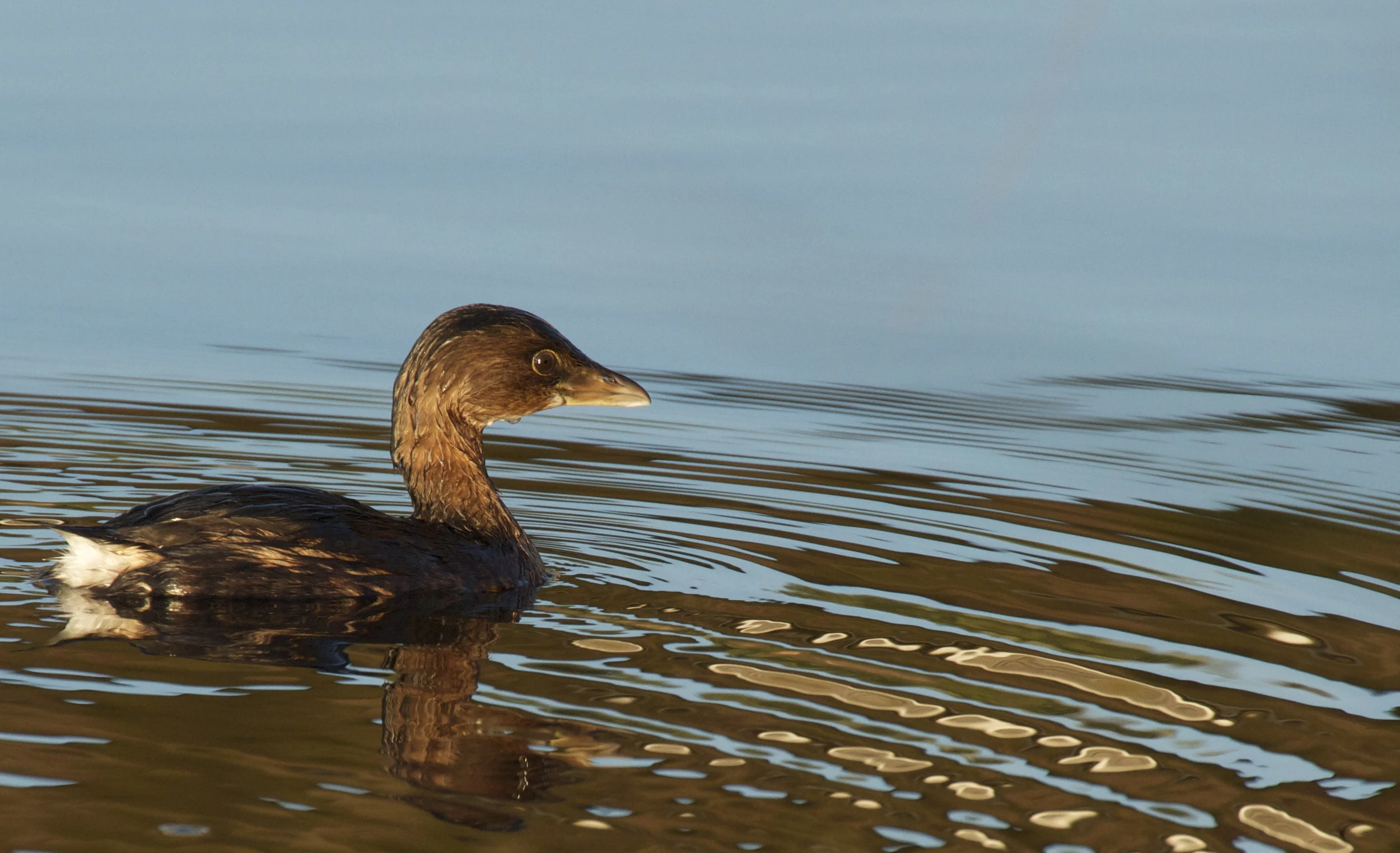 Pied Billed Grebe, a year round resident on the Broward and excellent at fishin!