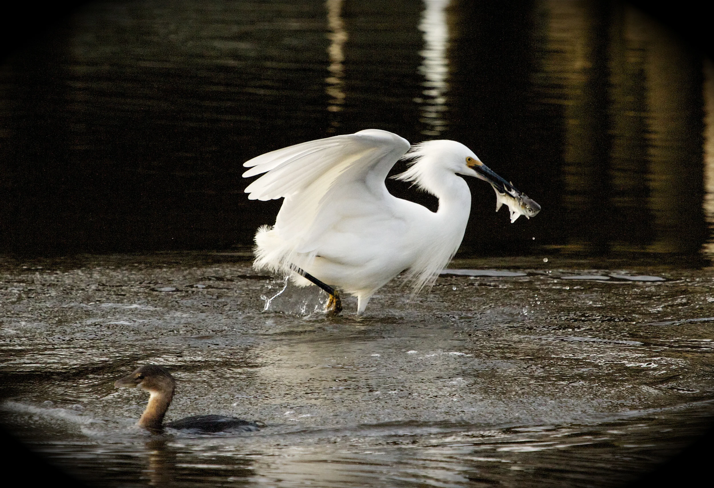 Snowy Egret with catch while the Grebe goes hungry (for a moment)!