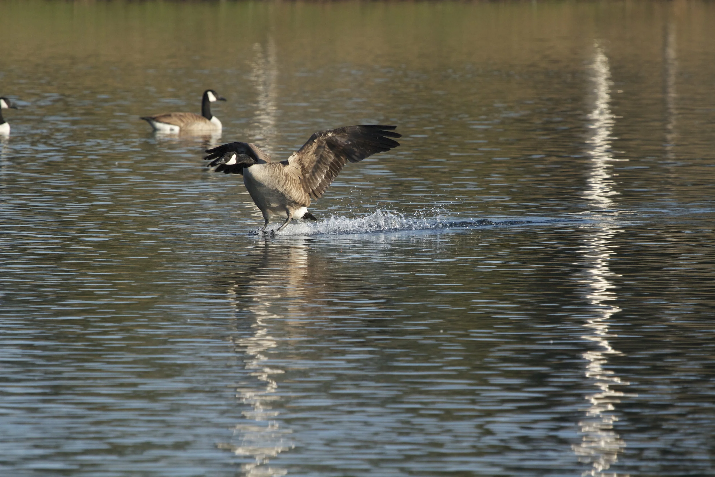 Webbed wheels on the runway