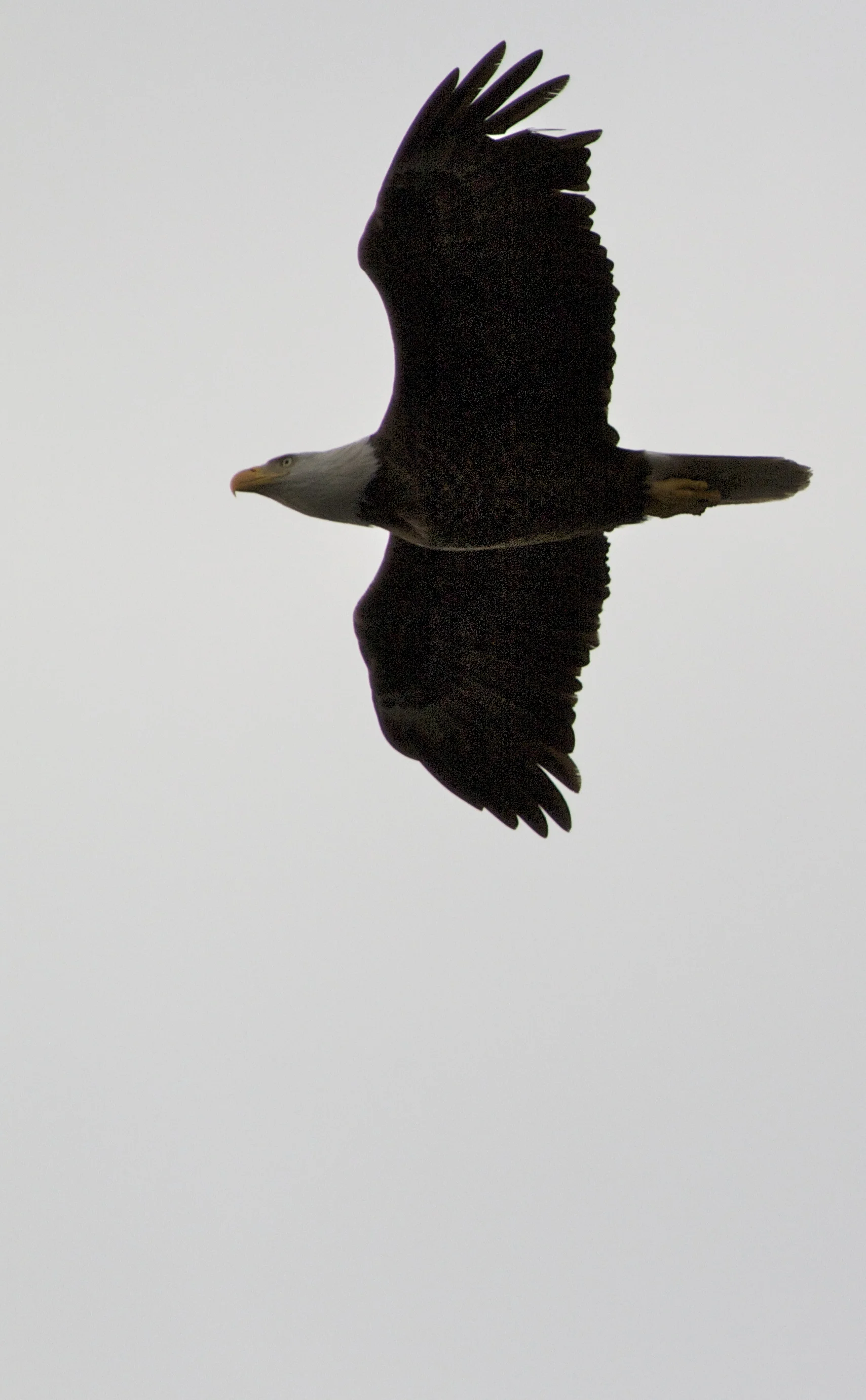 A Bald Eagle silhouettes the sky above me with tattered wings.