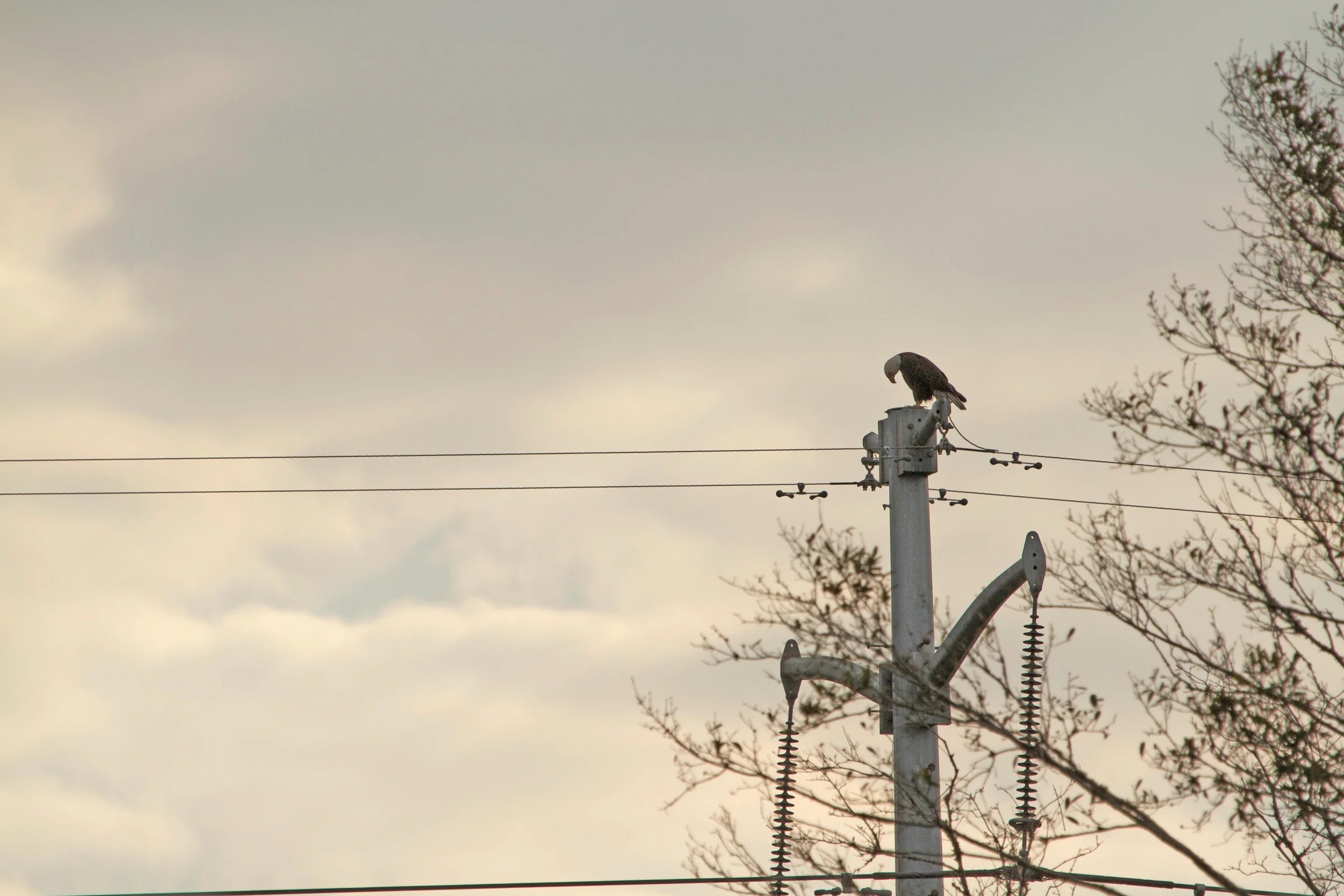 The Eagle lands on a high voltage power line. He lowers his head as if tired, the weight of the world on its wings.