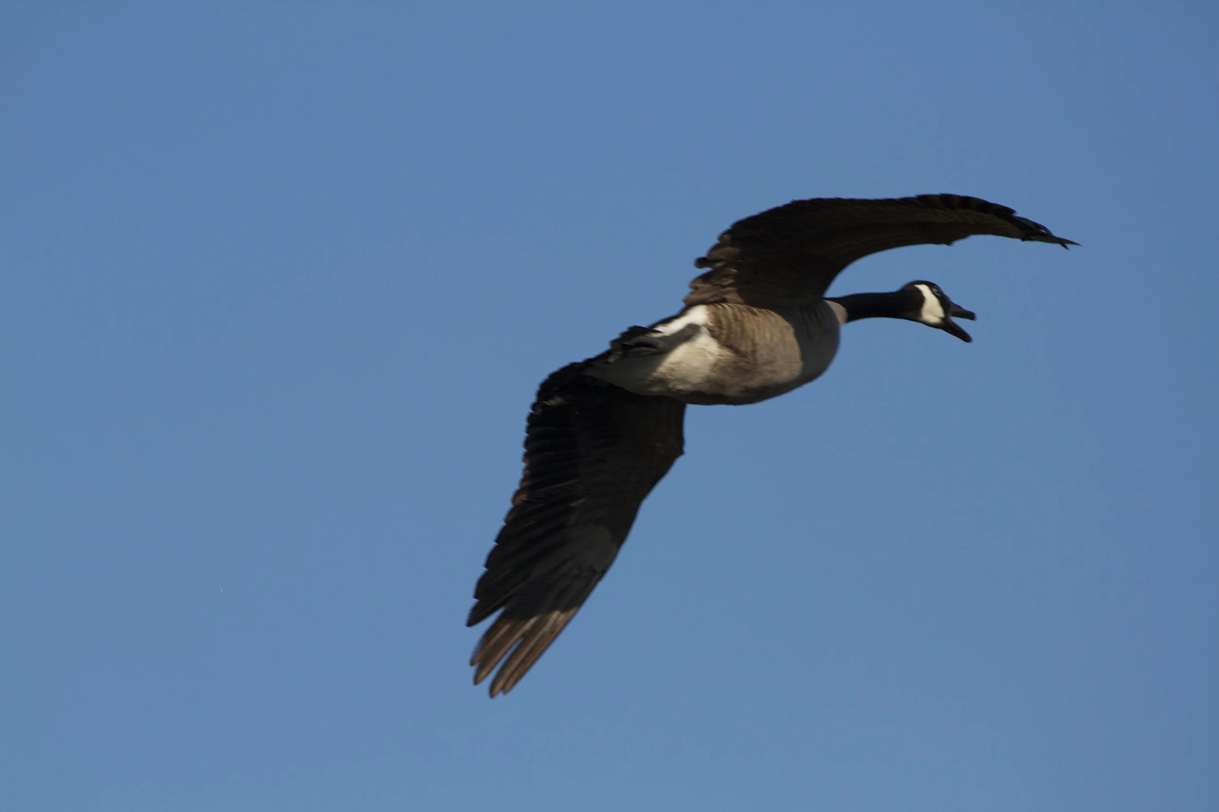 An incoming Canada Goose flies overhead.