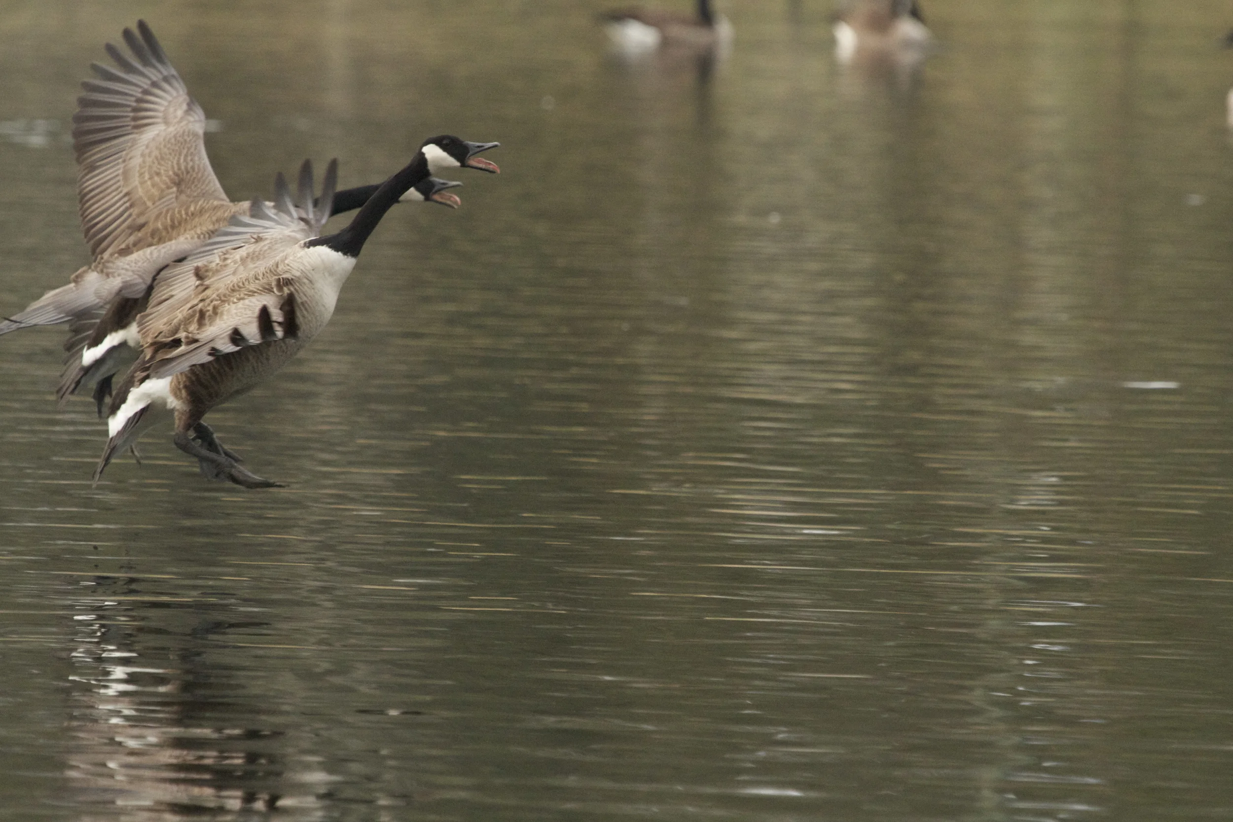 Look Ma! I'm a Swan...
