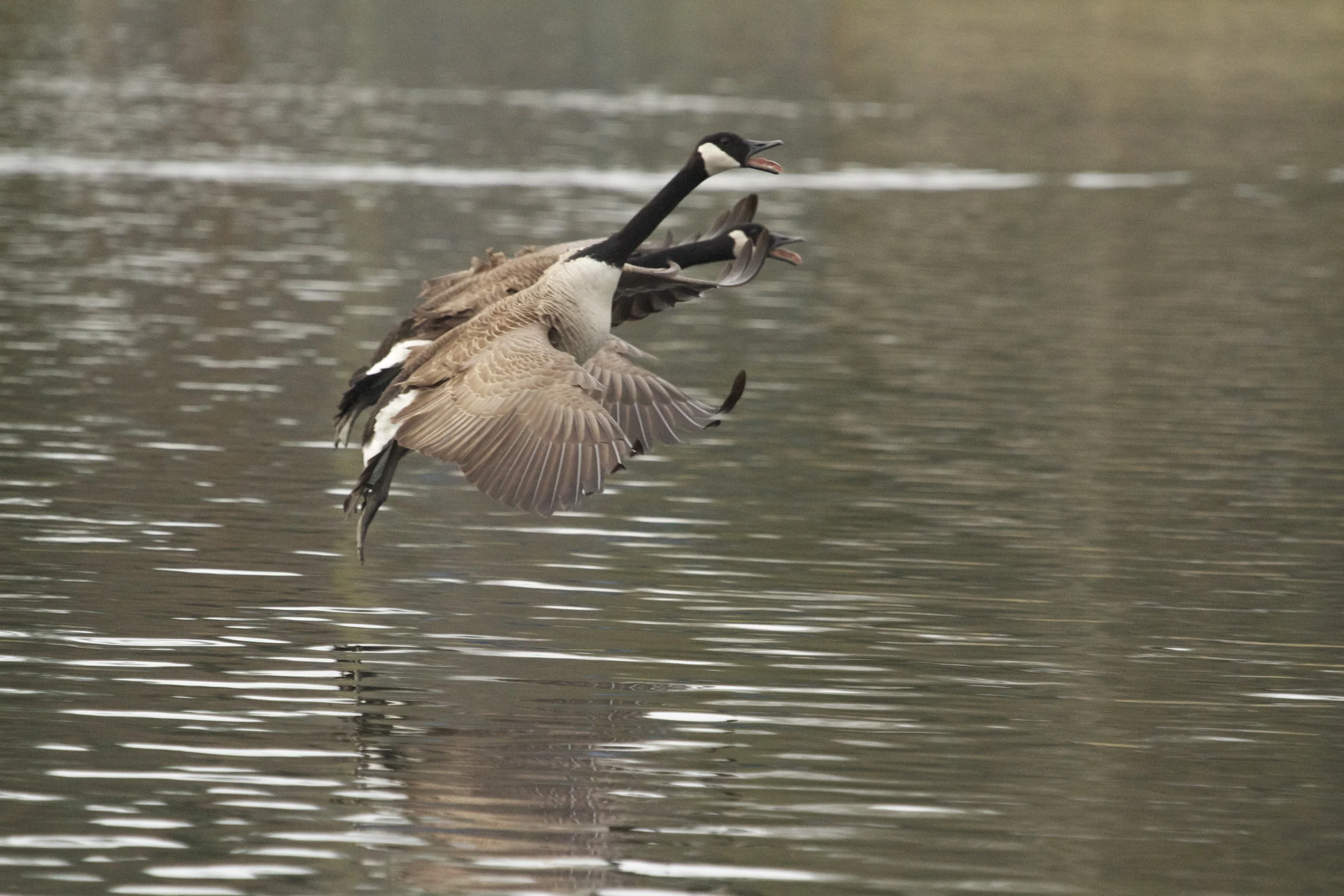 No you are a silly Goose who thinks she is a Swan!