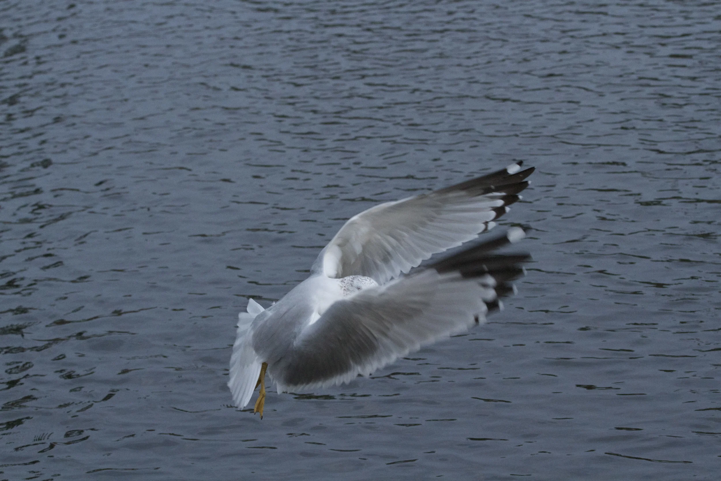 See, I can do those fancy ballet moves too!