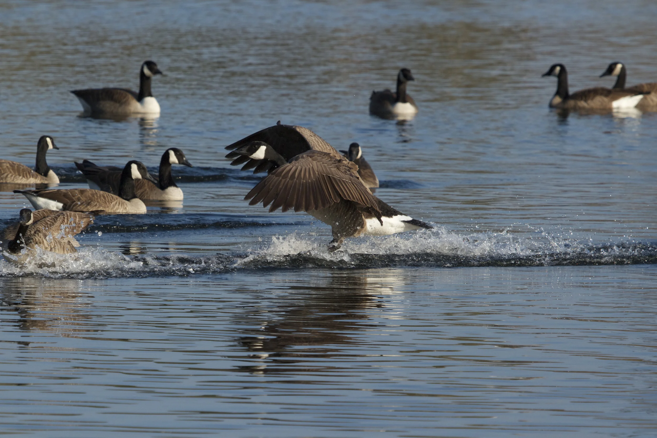 The prima Ballerina prepares for her Swan song,