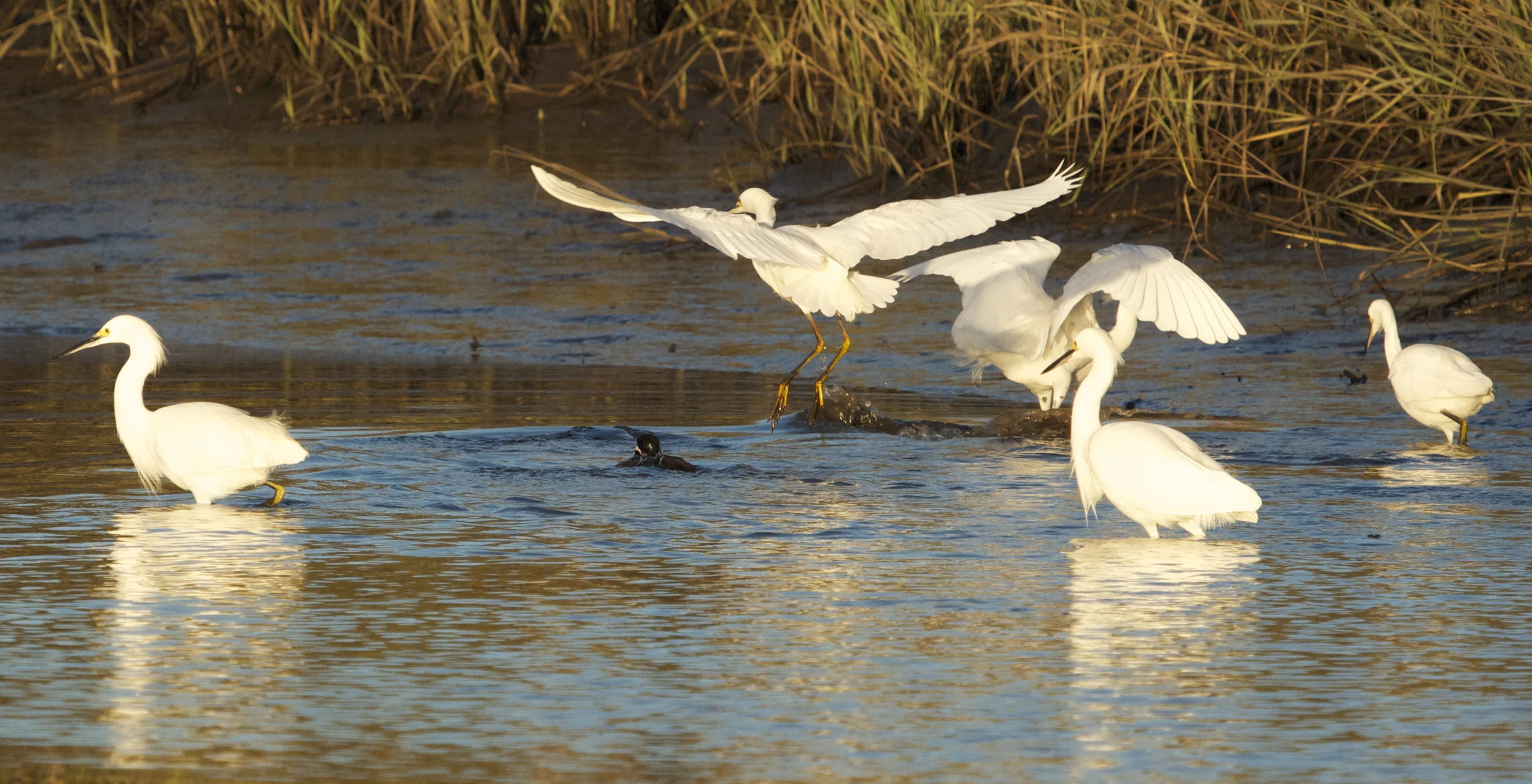 The Egrets pounce on the Mergansers tidal banquet