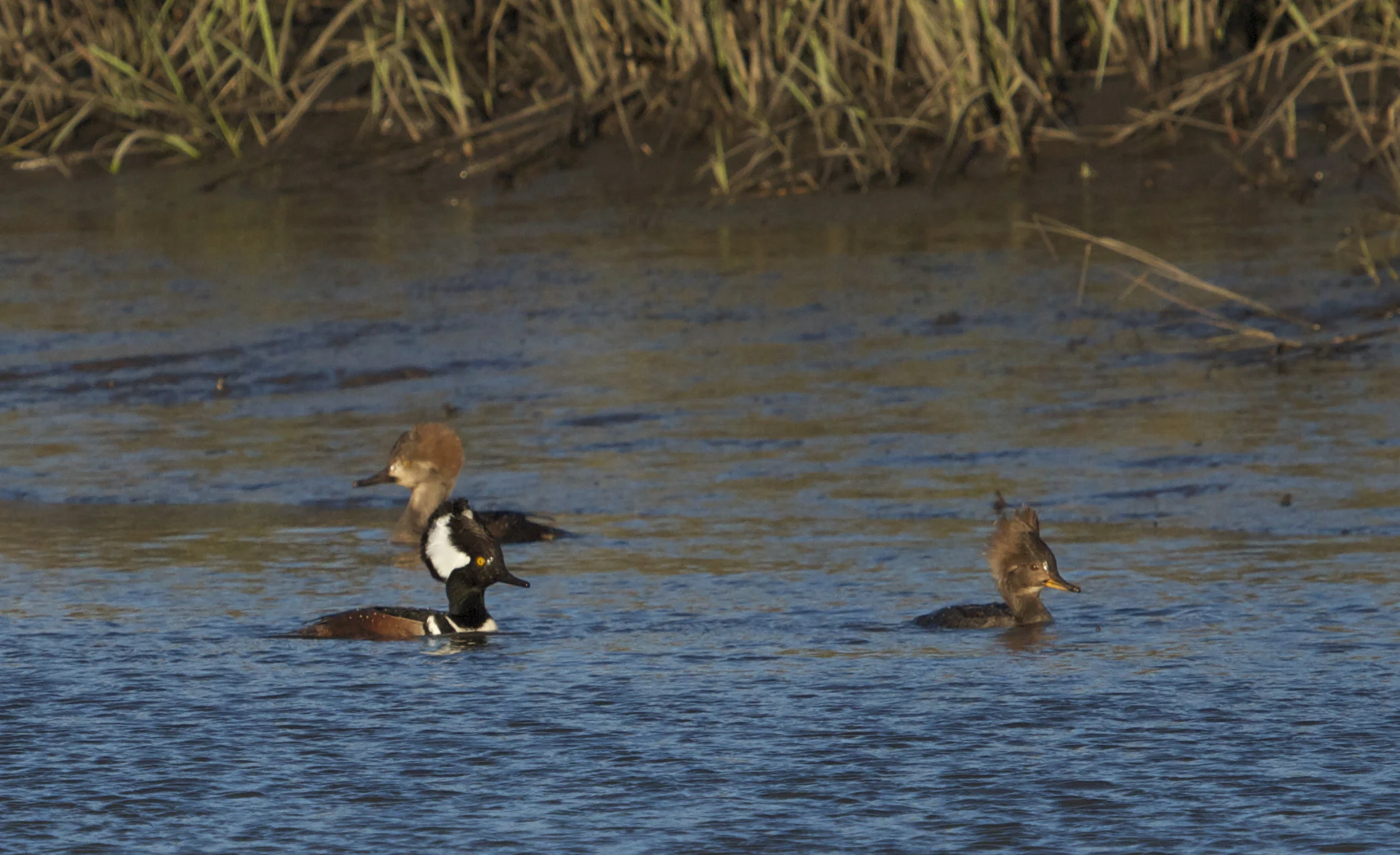 The Egrets flee leaving the three Merganser at Alert!
