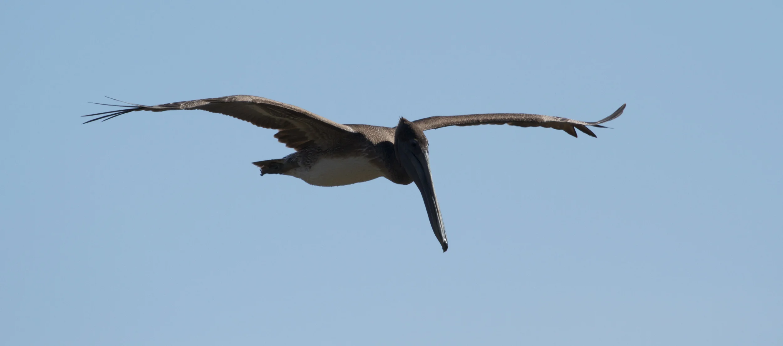 A Brown Pelican glides up the channel looking for a Superbowl sized brunch.