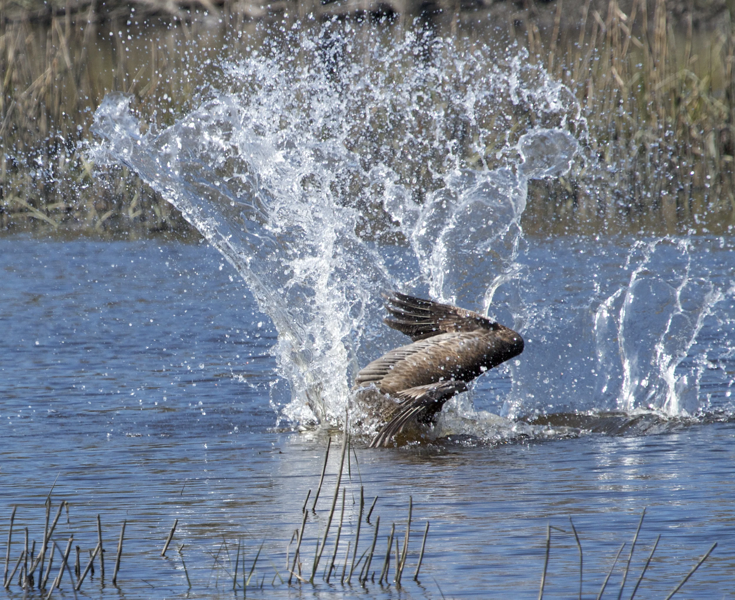 Plunging from above, the pelican spots some food and dives! Splash!